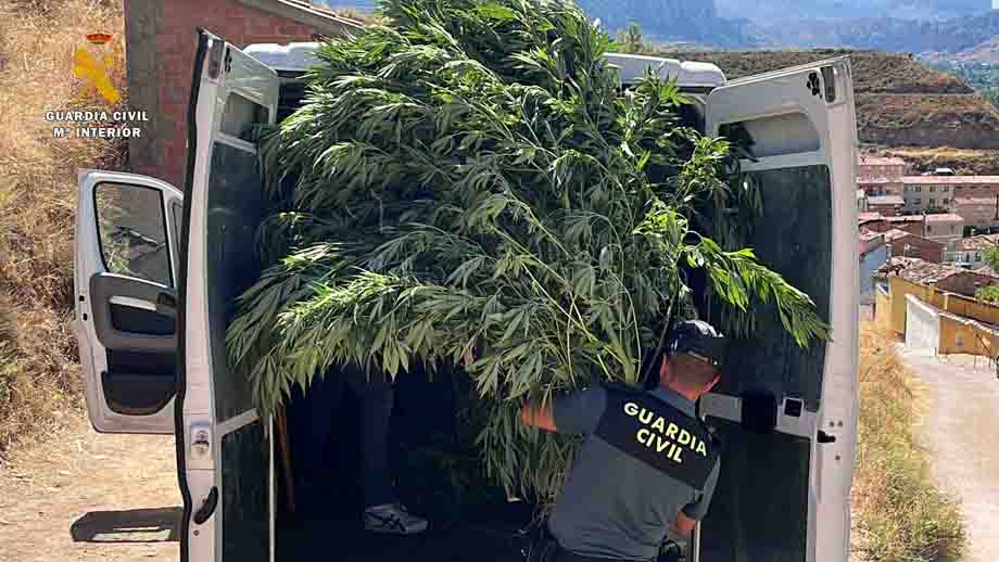 Plantacion marihuana Albelda 4