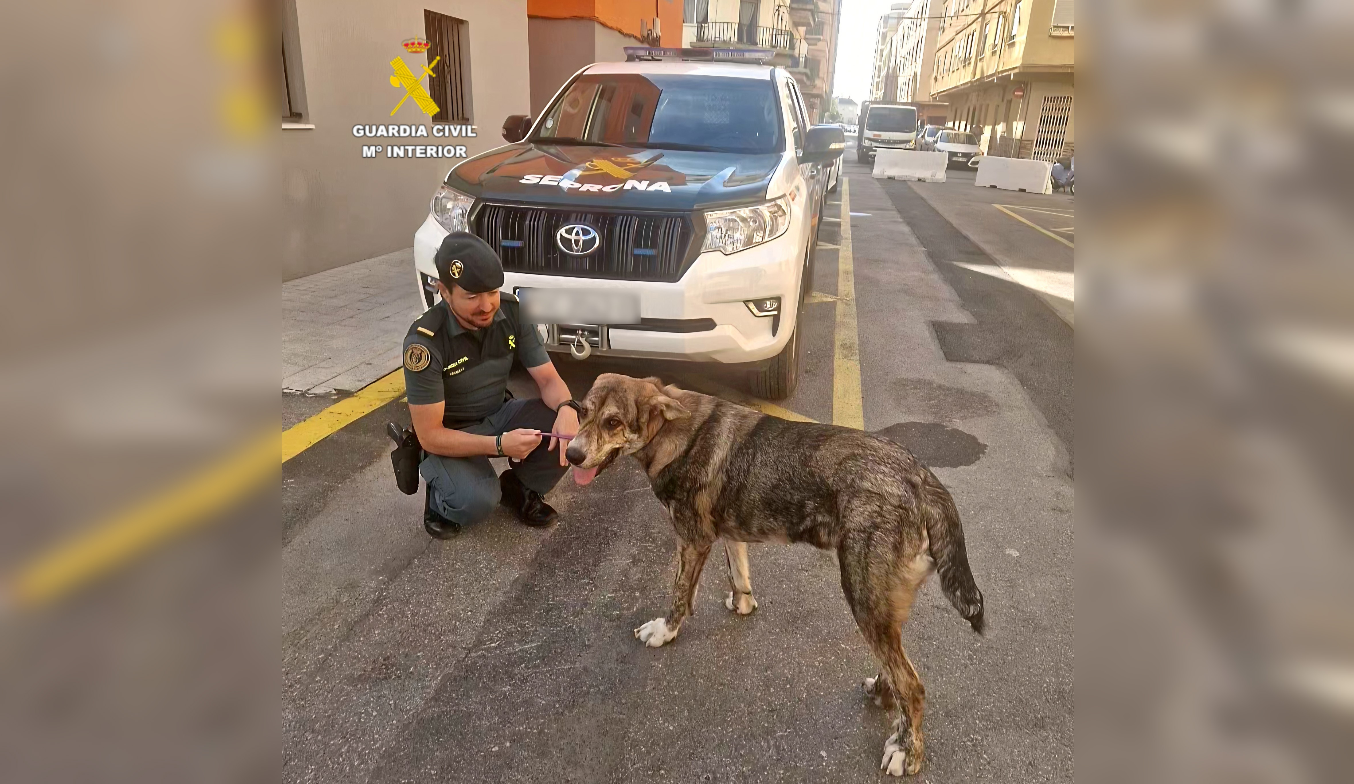 20251030 seprona cachorro mastín
