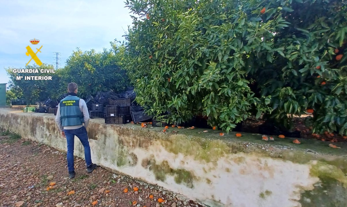 20260120a ROCA Burriana