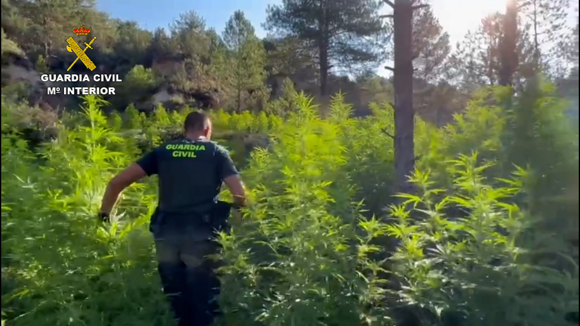 002 plantacion huesca