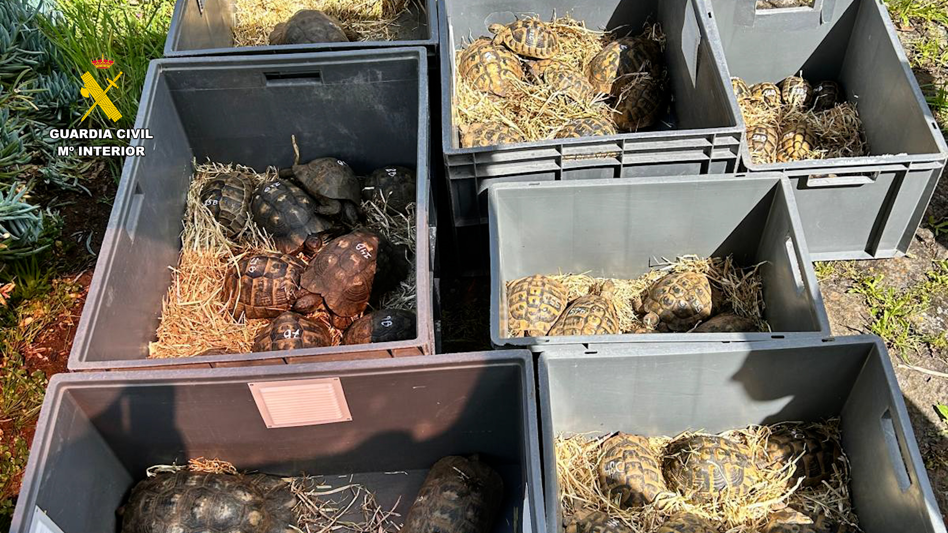 1 incautación tortugas