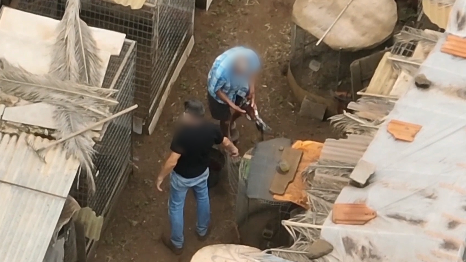 10 08 25 maltrato gallos Tenerife 02