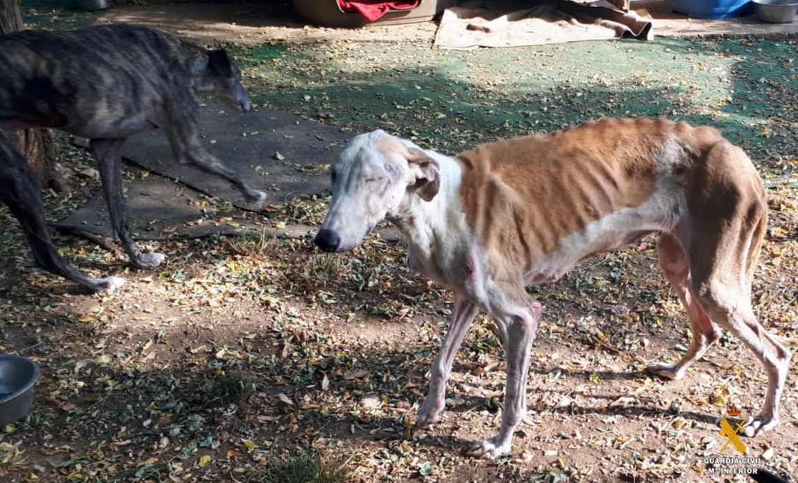 11 perro gc almeria