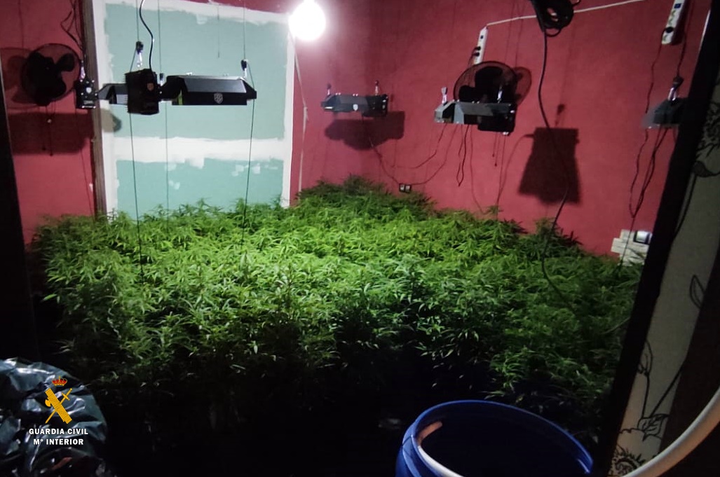 11 plantacion almeria