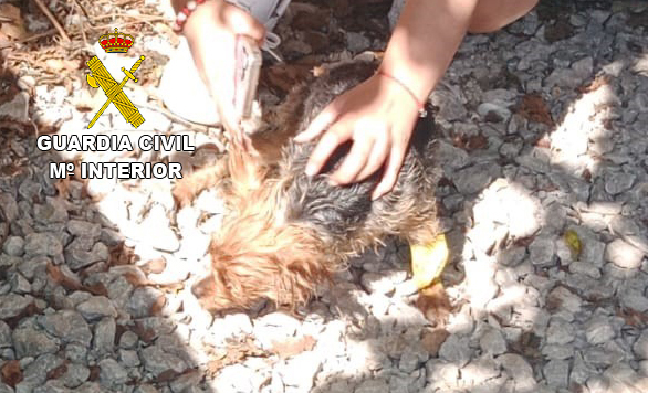 2 rescate perro gijon