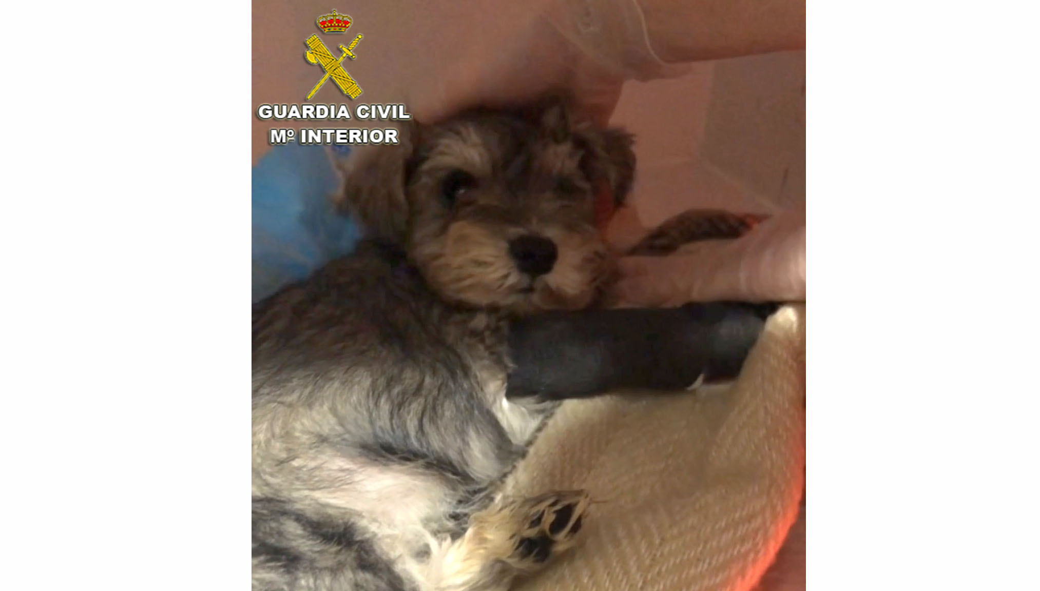 20220515 MALTRATO PERROS SEPRONA