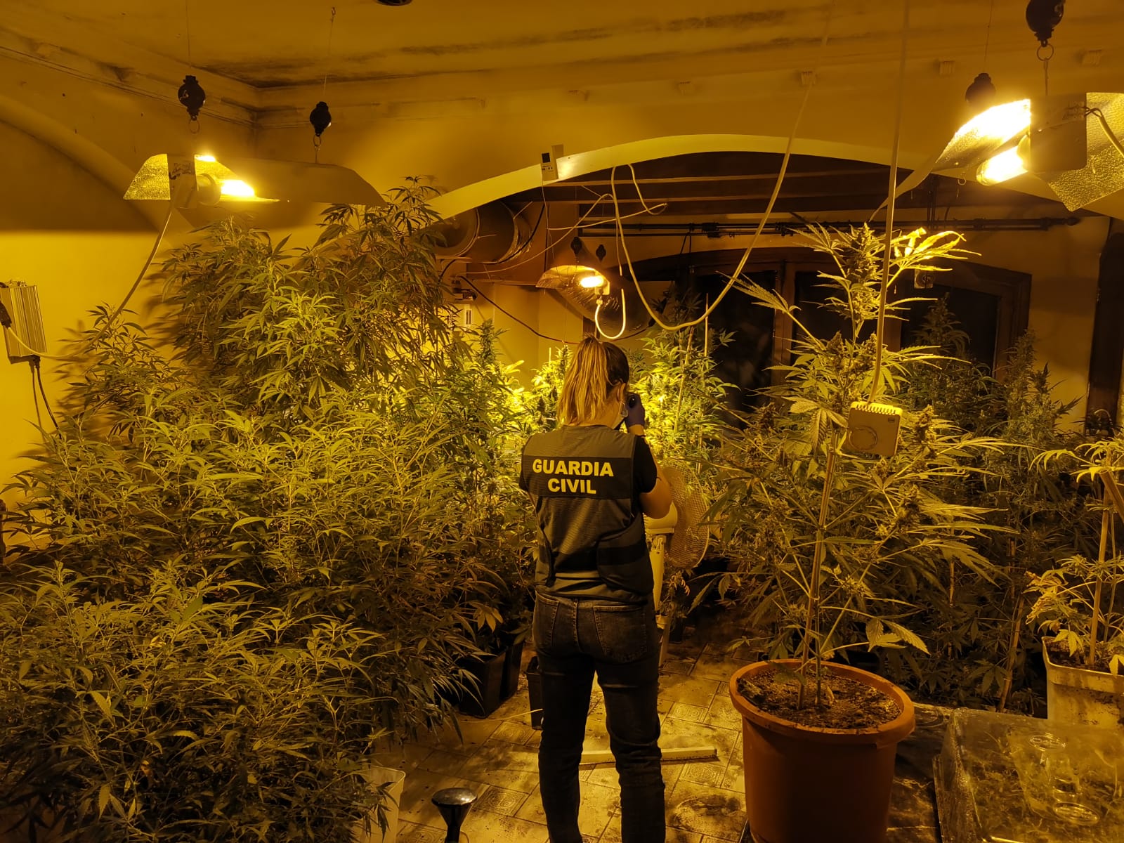 20220531 marihuana alcudia