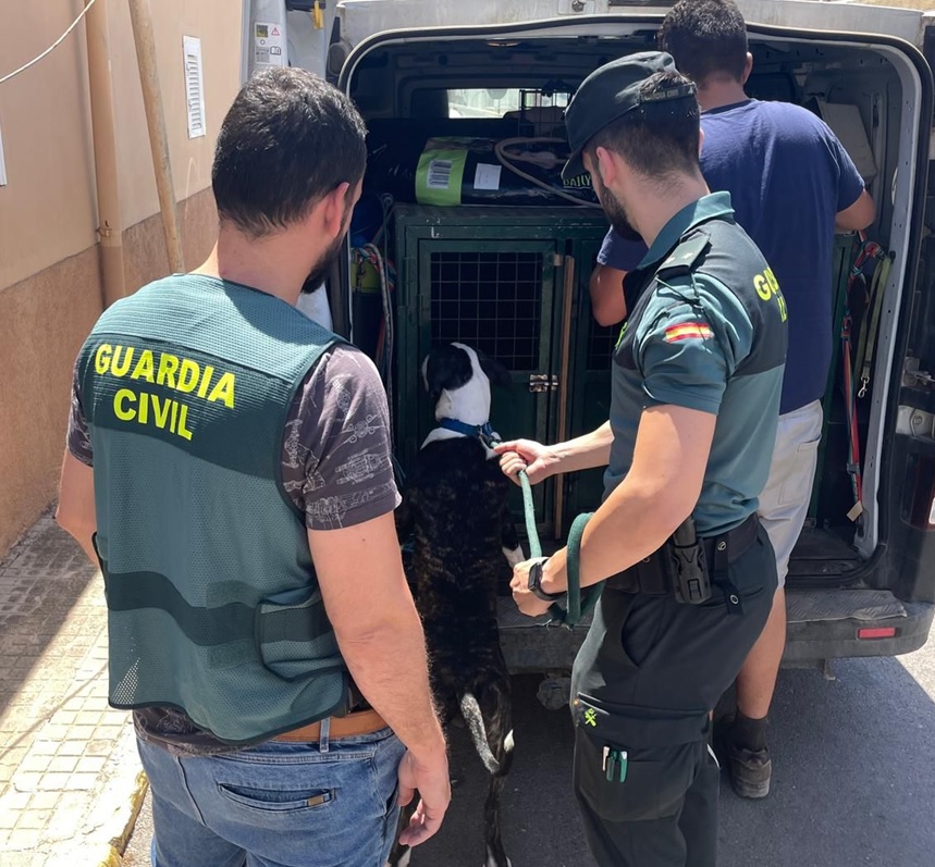 20220704 intervencion de perros