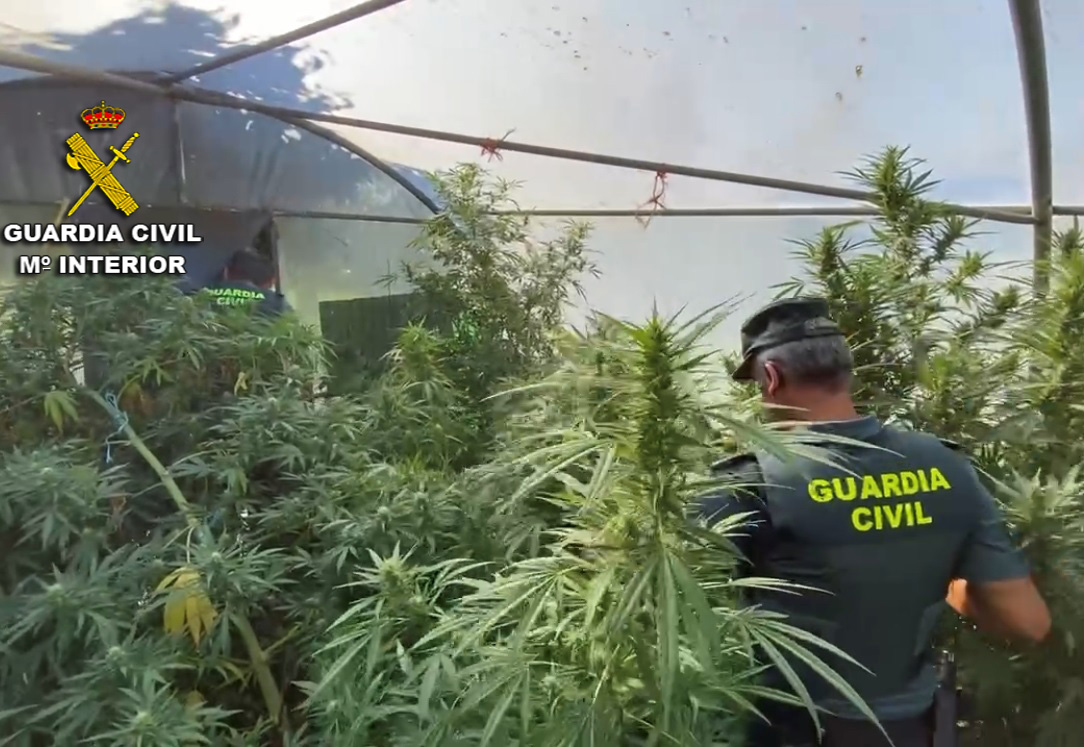 20220922 MARIHUANA CUNTIS