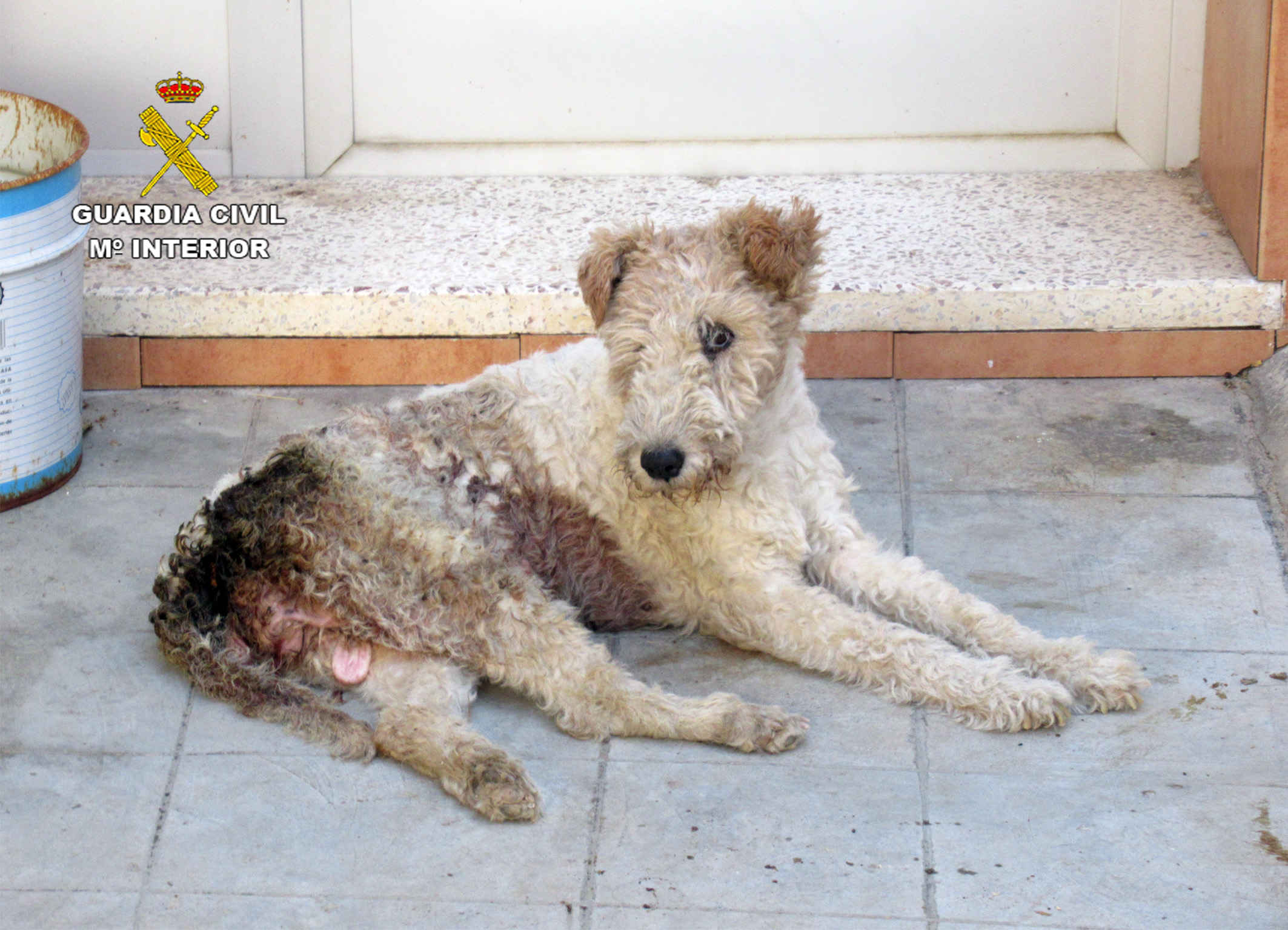 20221004 MALTRATO ANIMAL MURCIA SPN 02