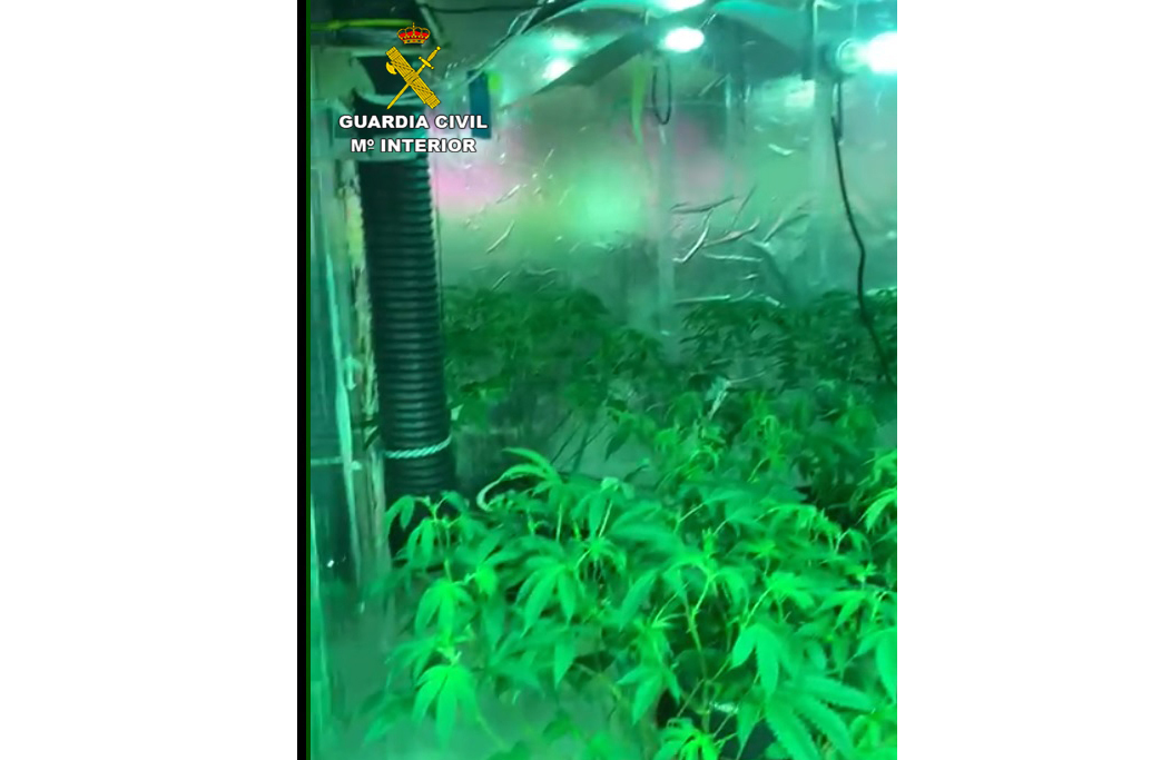 20221108 PLANTACION MARIHUANA GROW SHOP SANT JOSEP