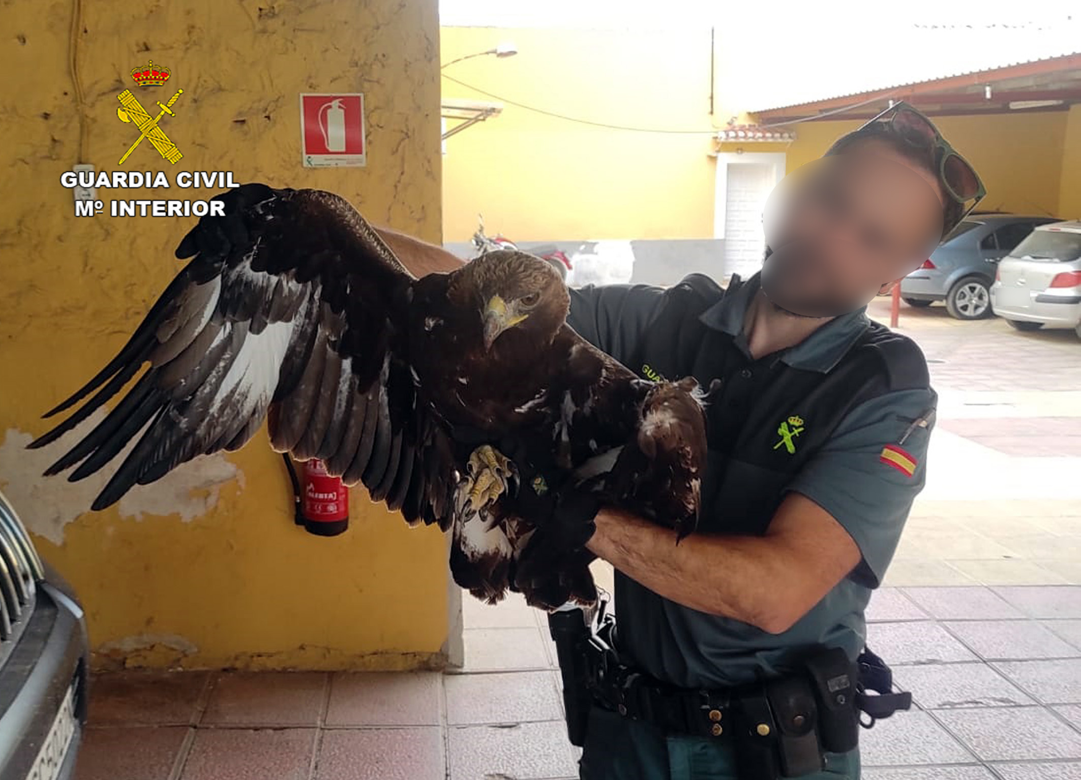 20221109 RECUPERACION AGUILA REAL PPN ALHAMA 06