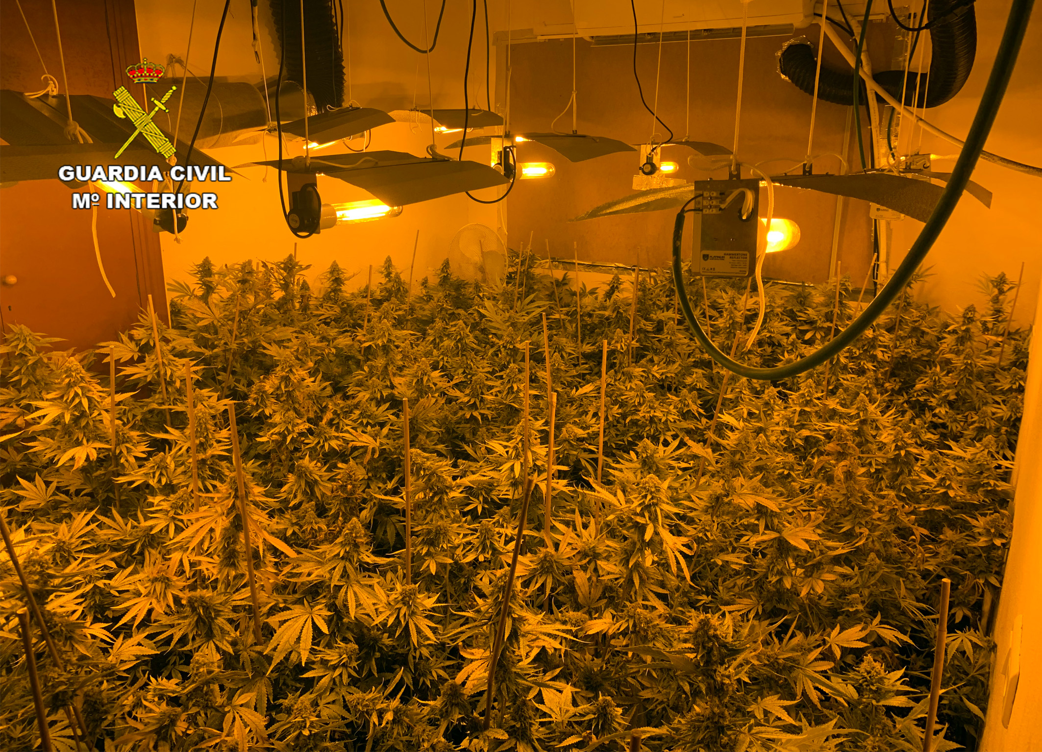 20221209 DETENIDO CULTIVO MARIHUANA LOS URRUTIAS CT 02