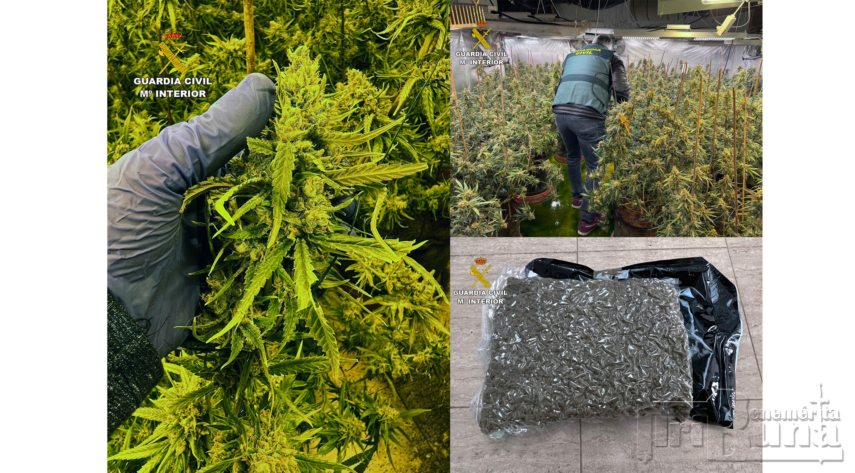 20221223 OP DOPELA MARIHUANA MURCIA tres
