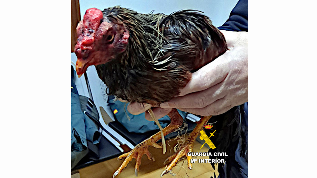 20230313 gallo incautado