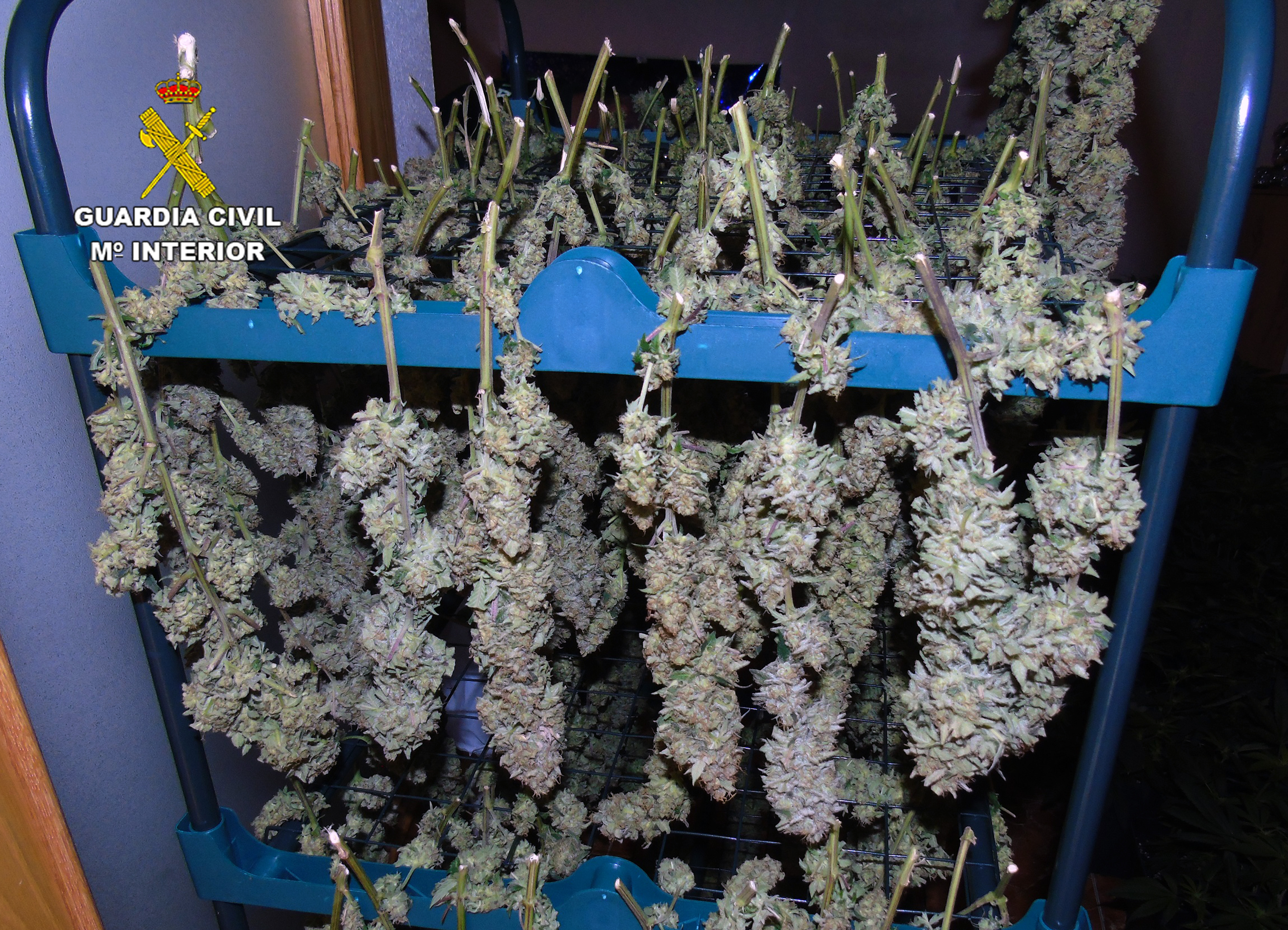 20230315 OP ARGENTUM MARIHUANA EL ESPARRAGAL01