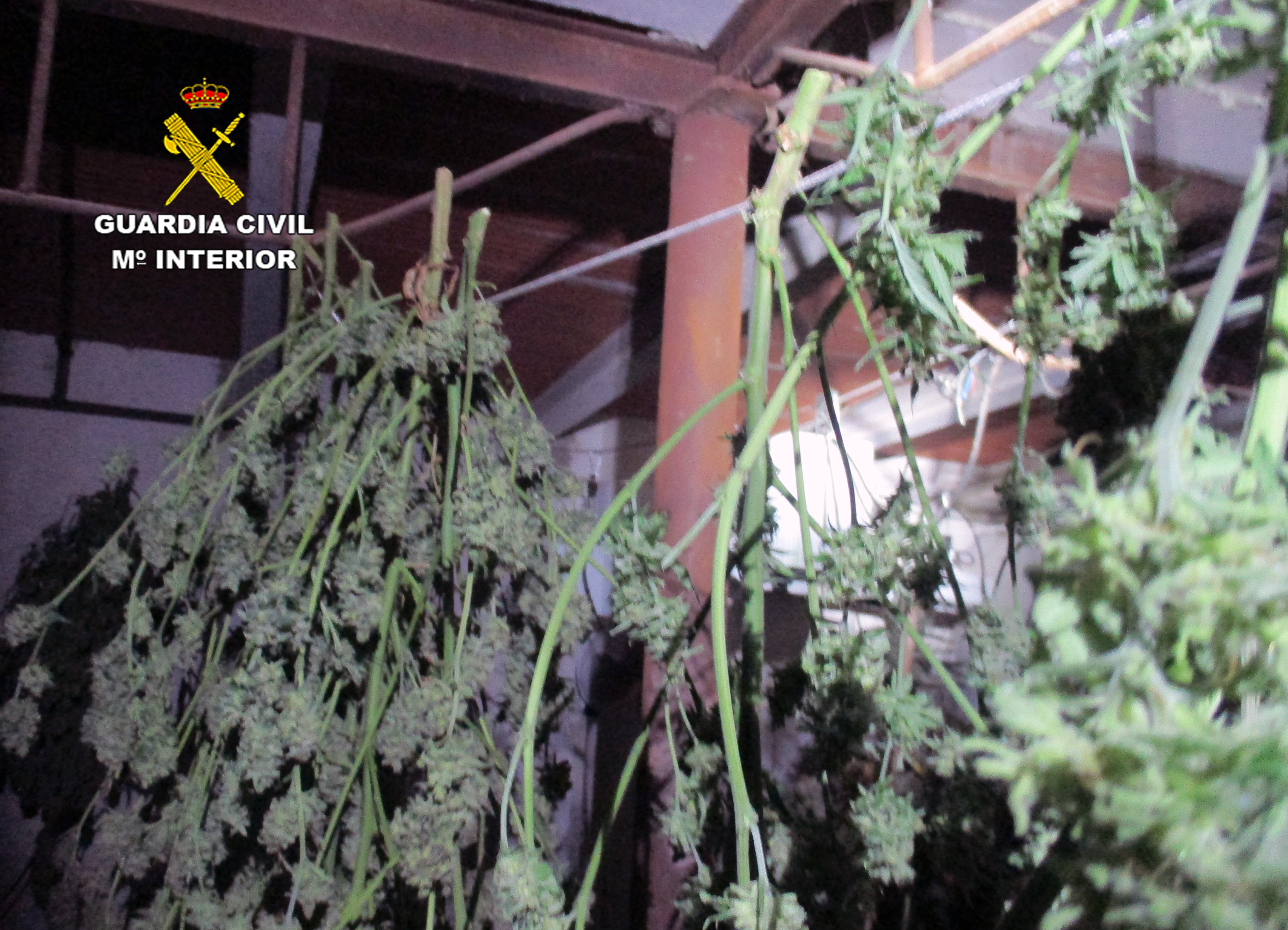 20230317 OP STORE MARIHUANA PURIAS LORCA 02