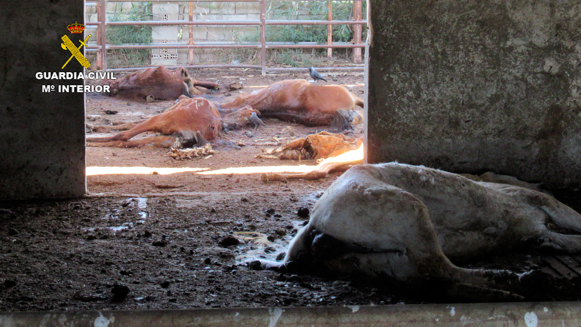 20230519 OP BUCEFALO II MALTRATO ANIMAL MURCIA 07