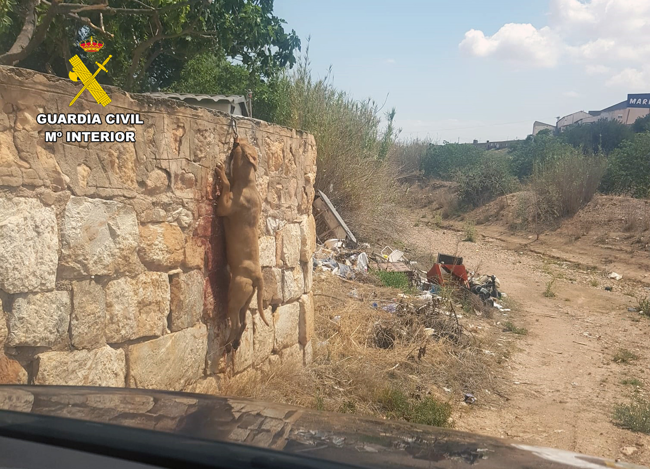20230620 INVESTIGADO MALTRATO ANIMAL F ALAMO PPN CT 01