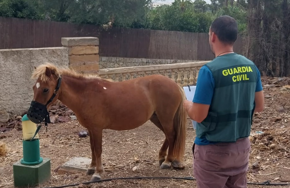 20230814 pony recuperado