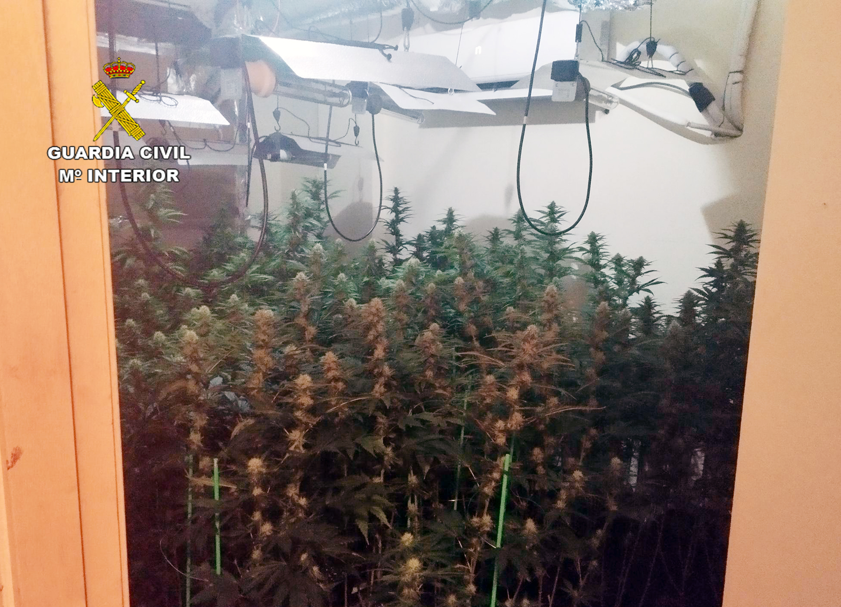 20230823 OP ANAGANTIOS MARIHUANA SANTOMERA 02