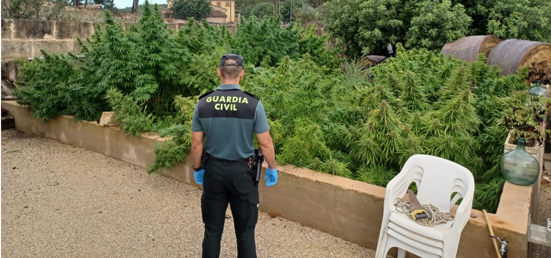 20230922 plantacion marihuana sant joan