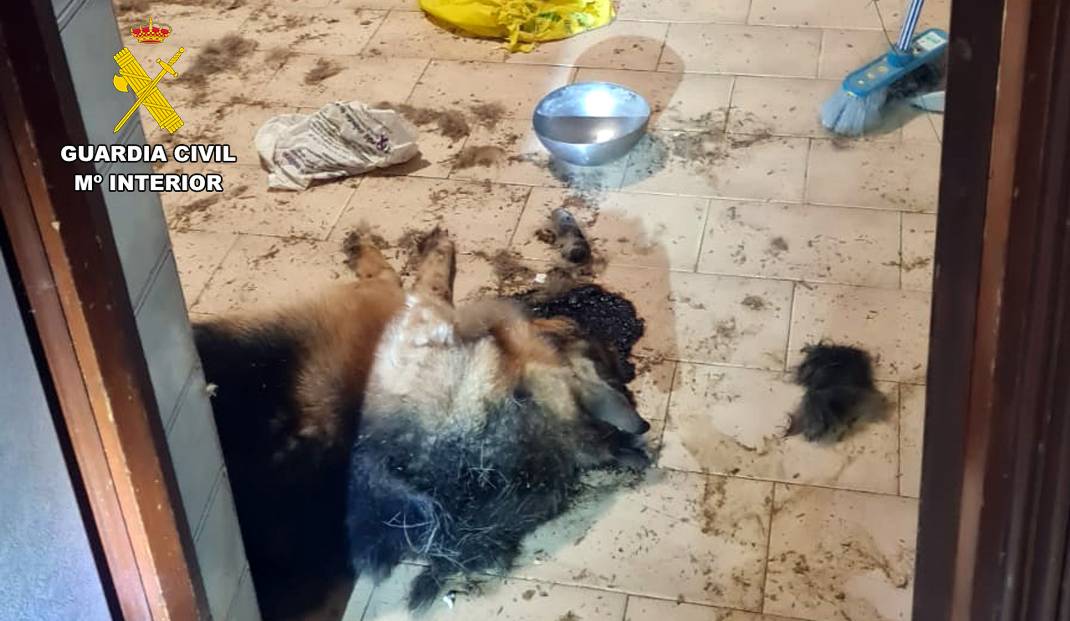 20230929 INVESTIGADA MALTRATO ANIMAL ISLA PLANA CT PPN AGUILAS 03