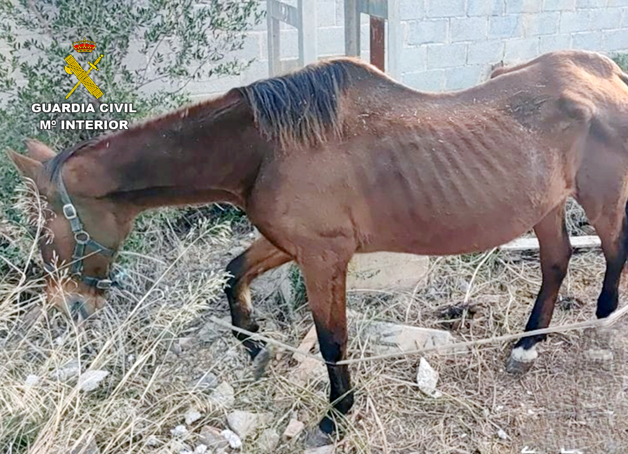 20231122 ABANDONO Y MALTRATO ANIMAL CARTAGENA 02