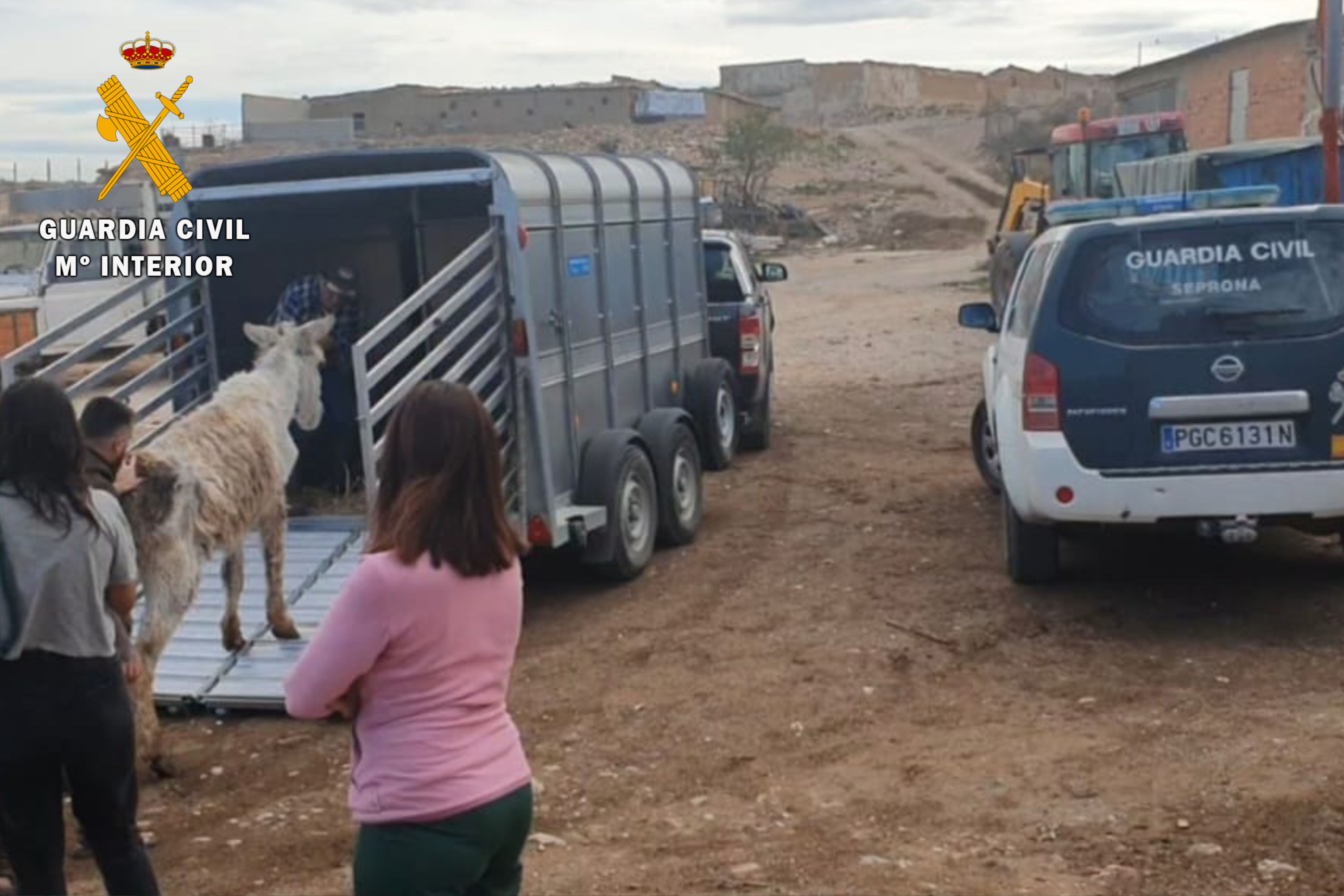 2023 OP 90 BURRO CASPE 3