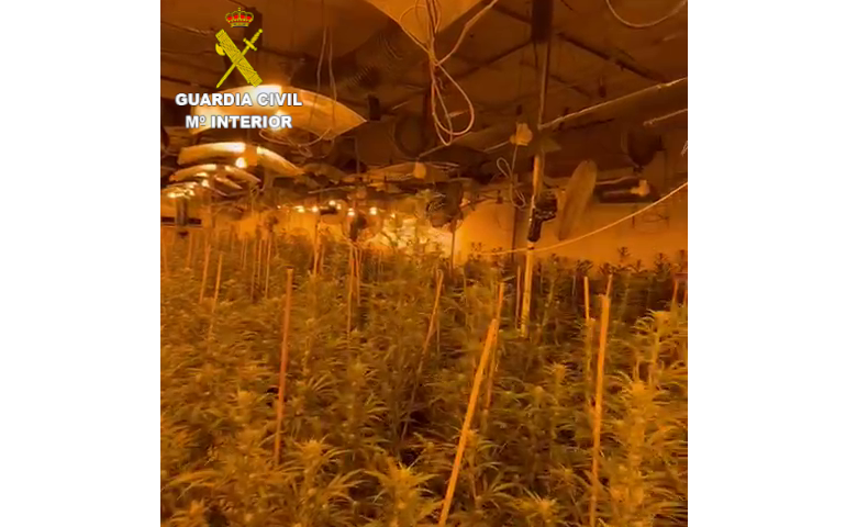 20240213 Oropesa 6 detenidos cultivo marihuana