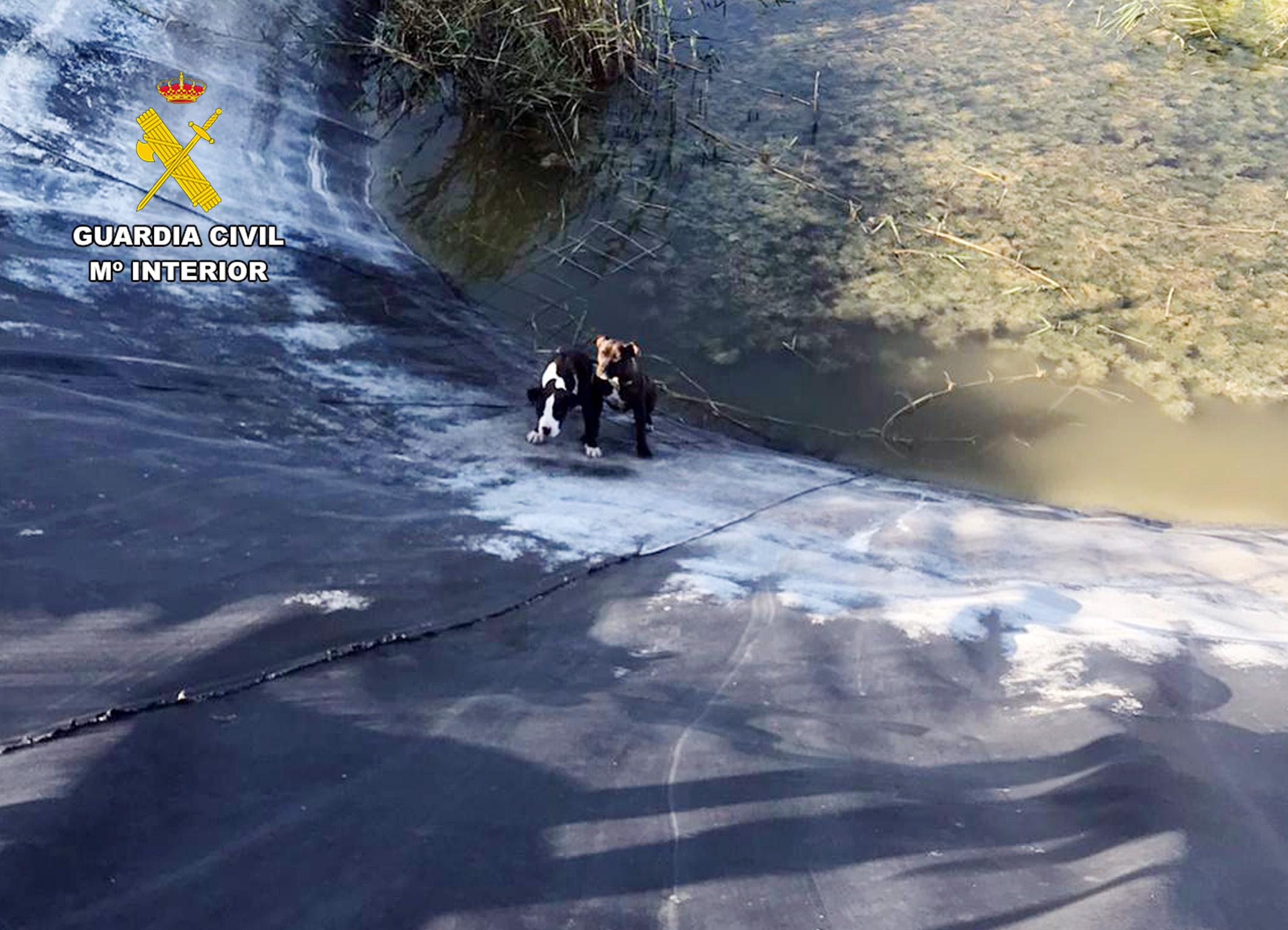 20240611 RESCATE PERROS BALSA RIEGO MULA 01
