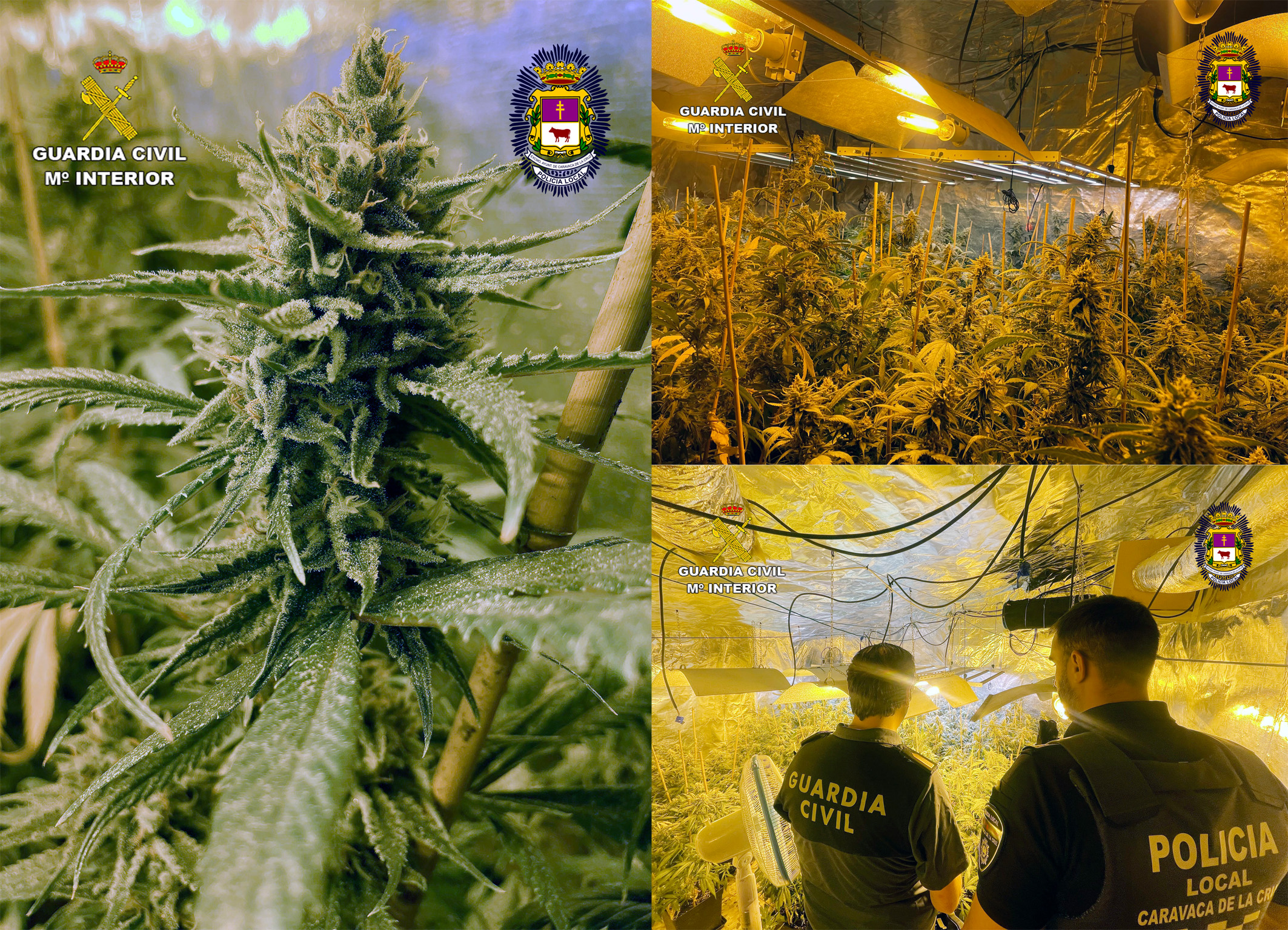 20240626 OP TOWERS TOY MARIHUANA CARAVACA tres