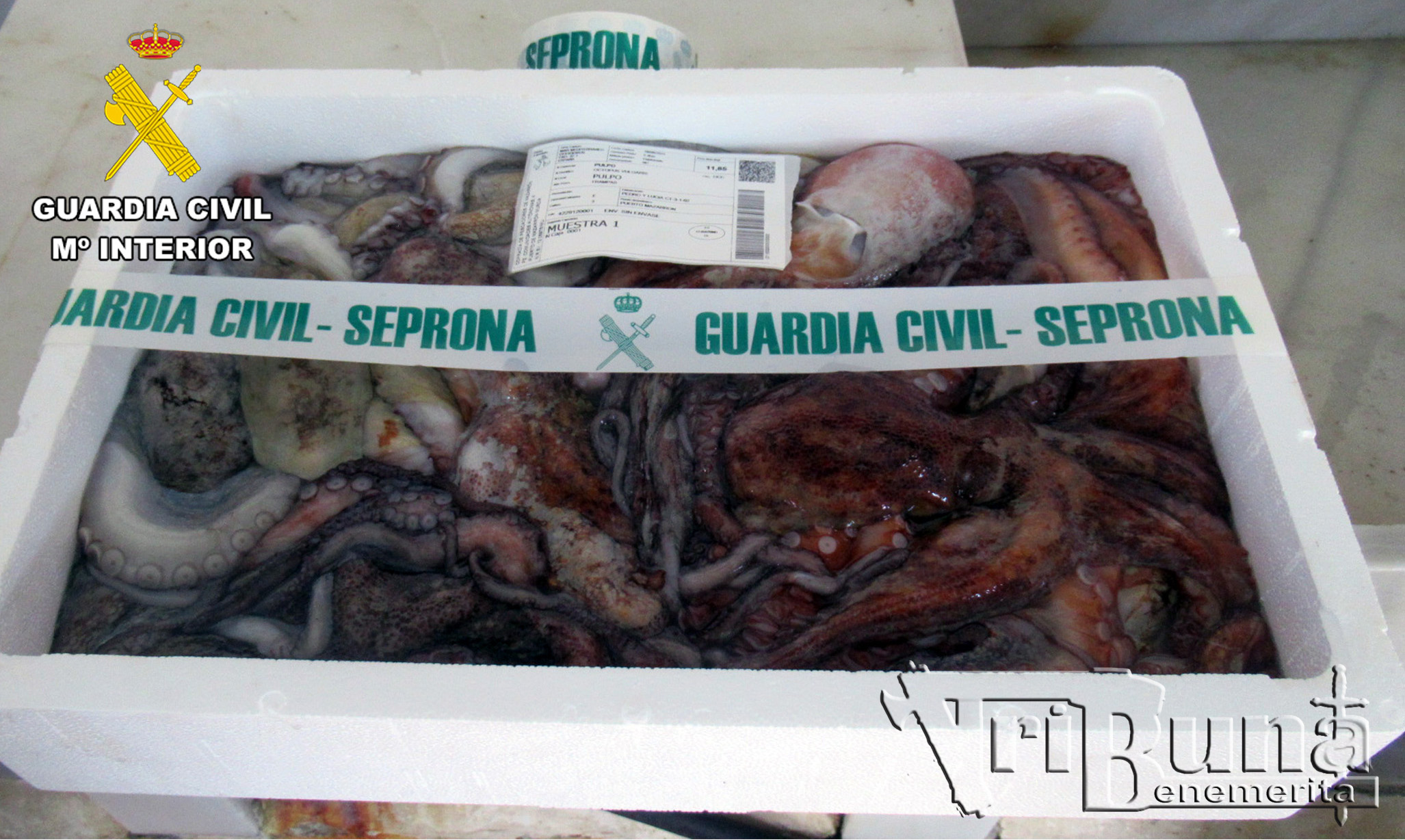 20240916 PESCA FURTIVA MAZARON PPN AGUILAS 02