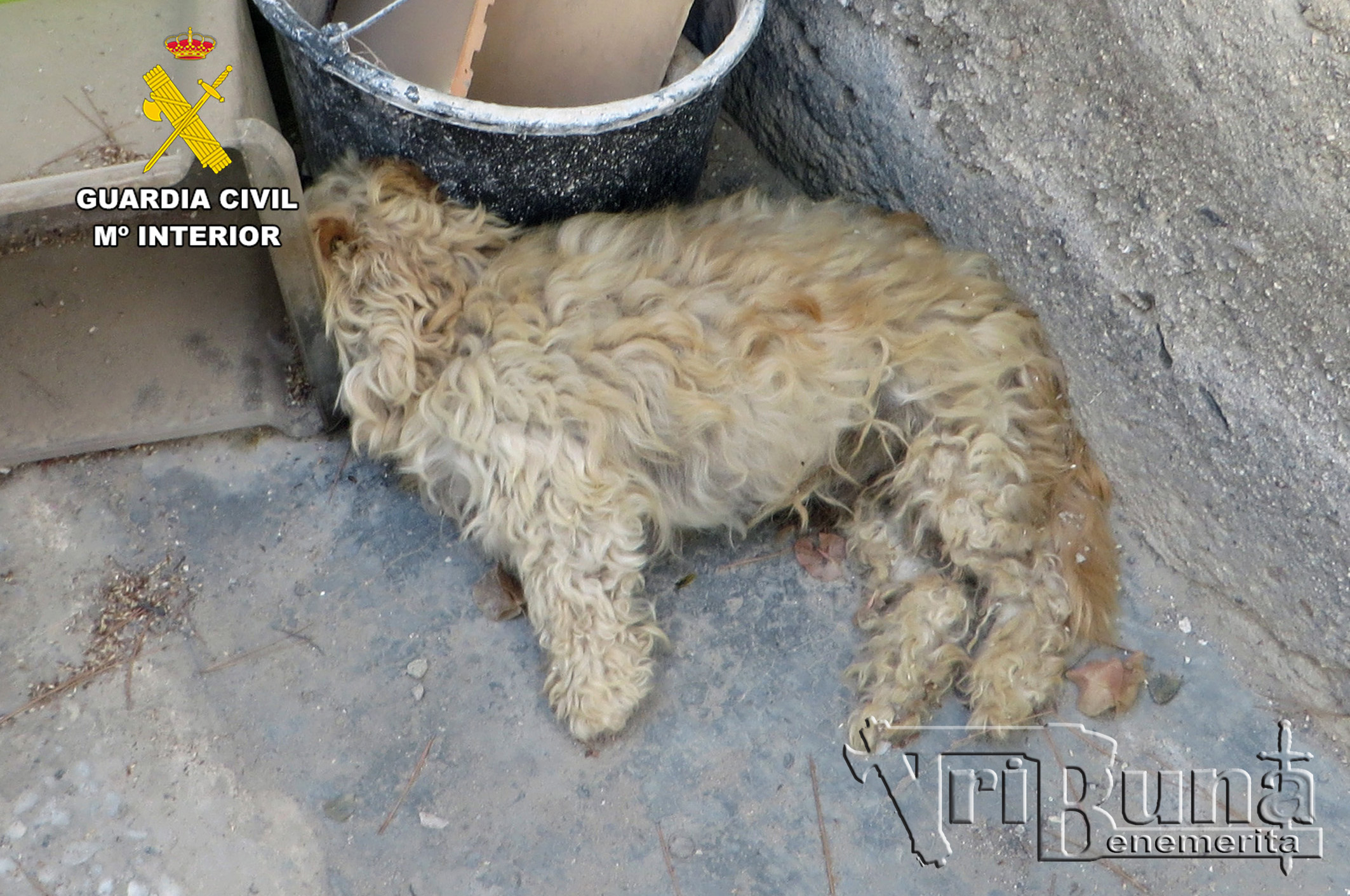 20240920 MALTRATO ANIMAL PPN AGUILAS 01