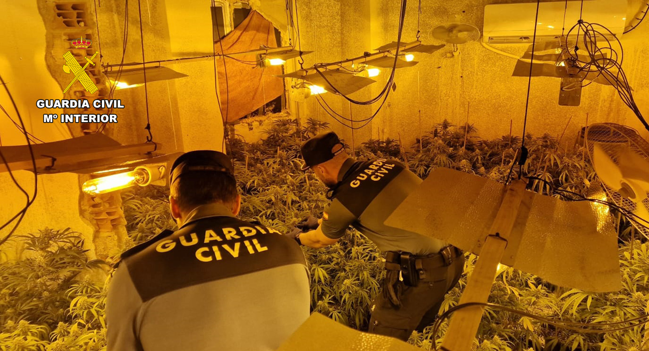 20241030 DETENIDOS TRAFICO DROGA MARIHUANA FORTUNA 02