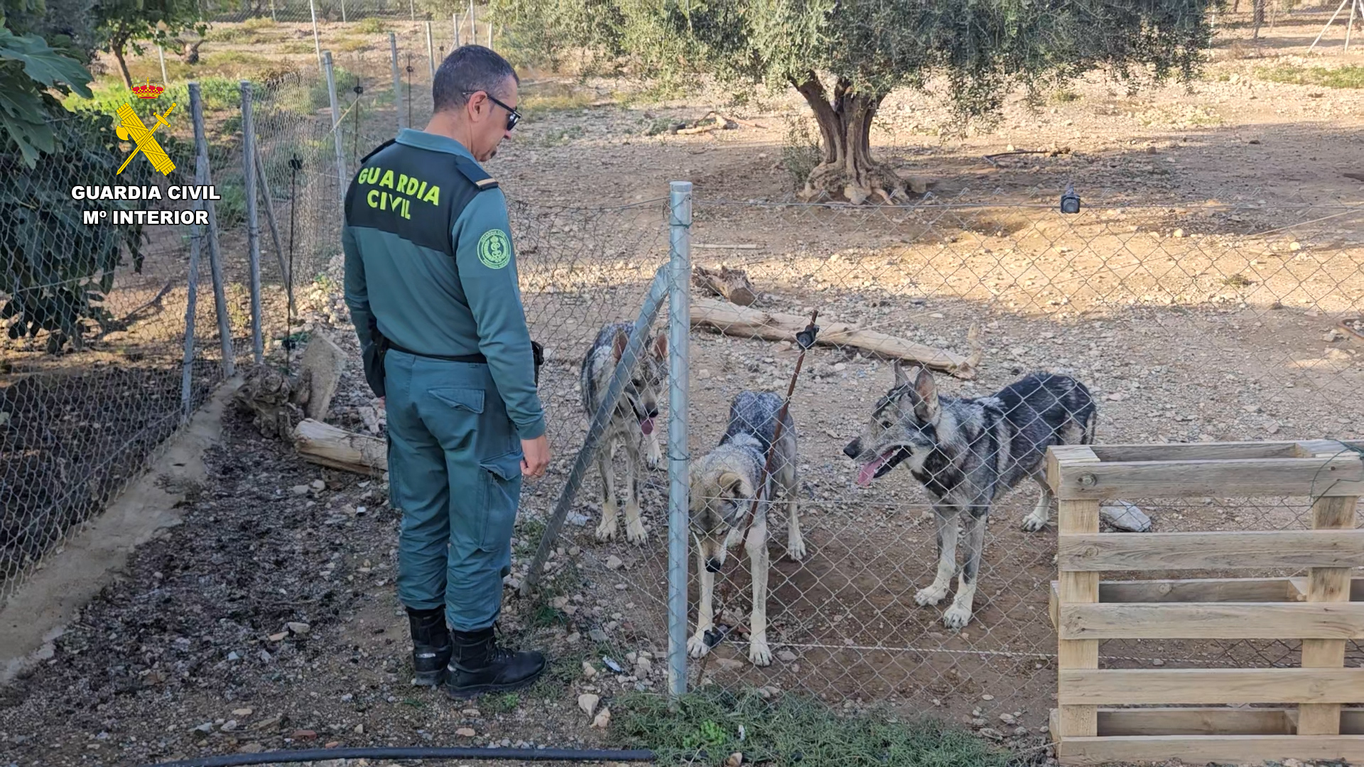 20241122 OP LUPUS FAUNA PROTEGIDA PPN LORCA 05