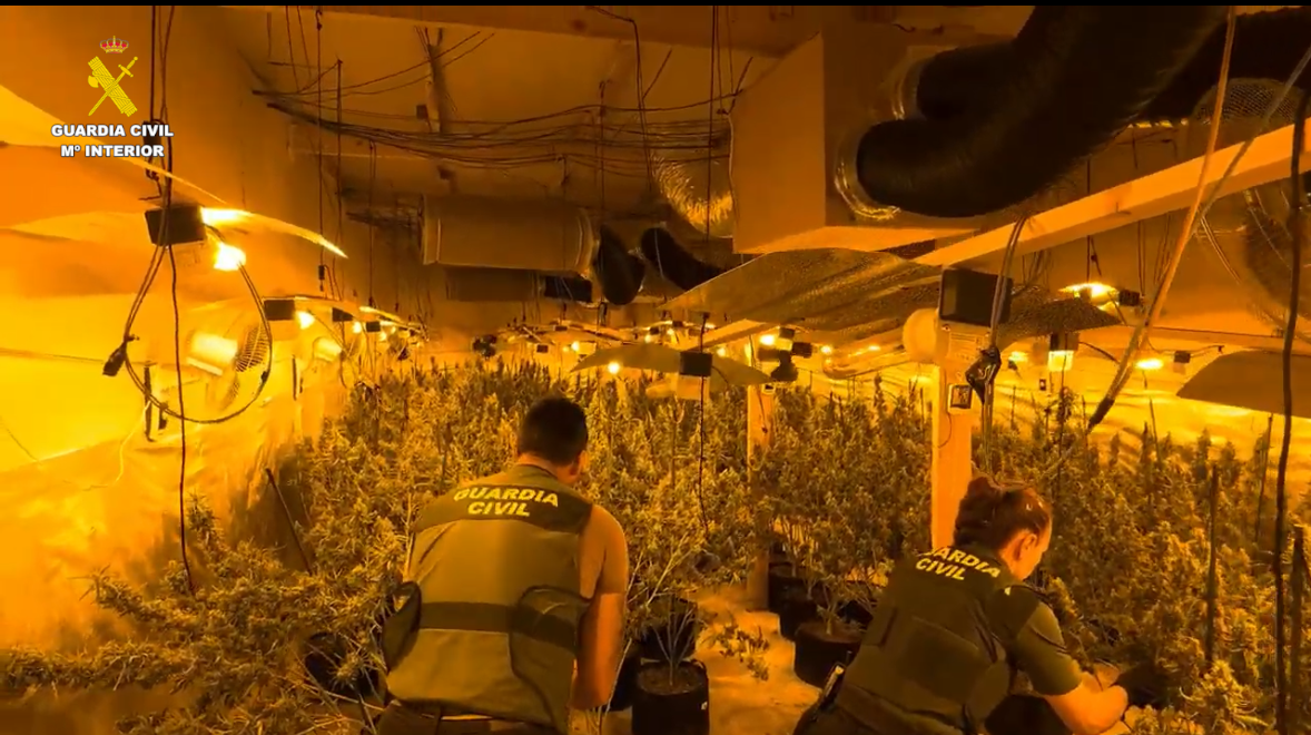 20241211 ROCA Marihuana