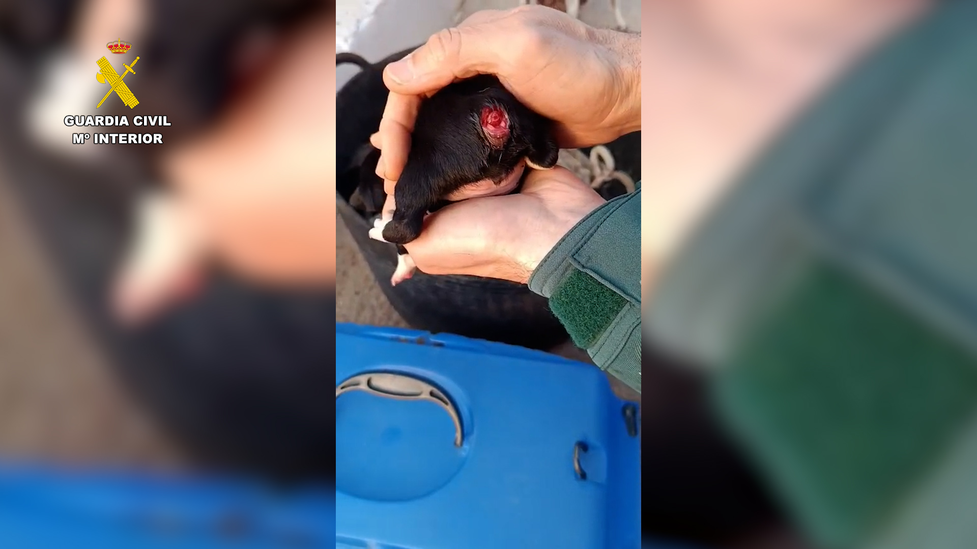 2025 05 25 MALTRATO ANIMAL TARRAGONA 01