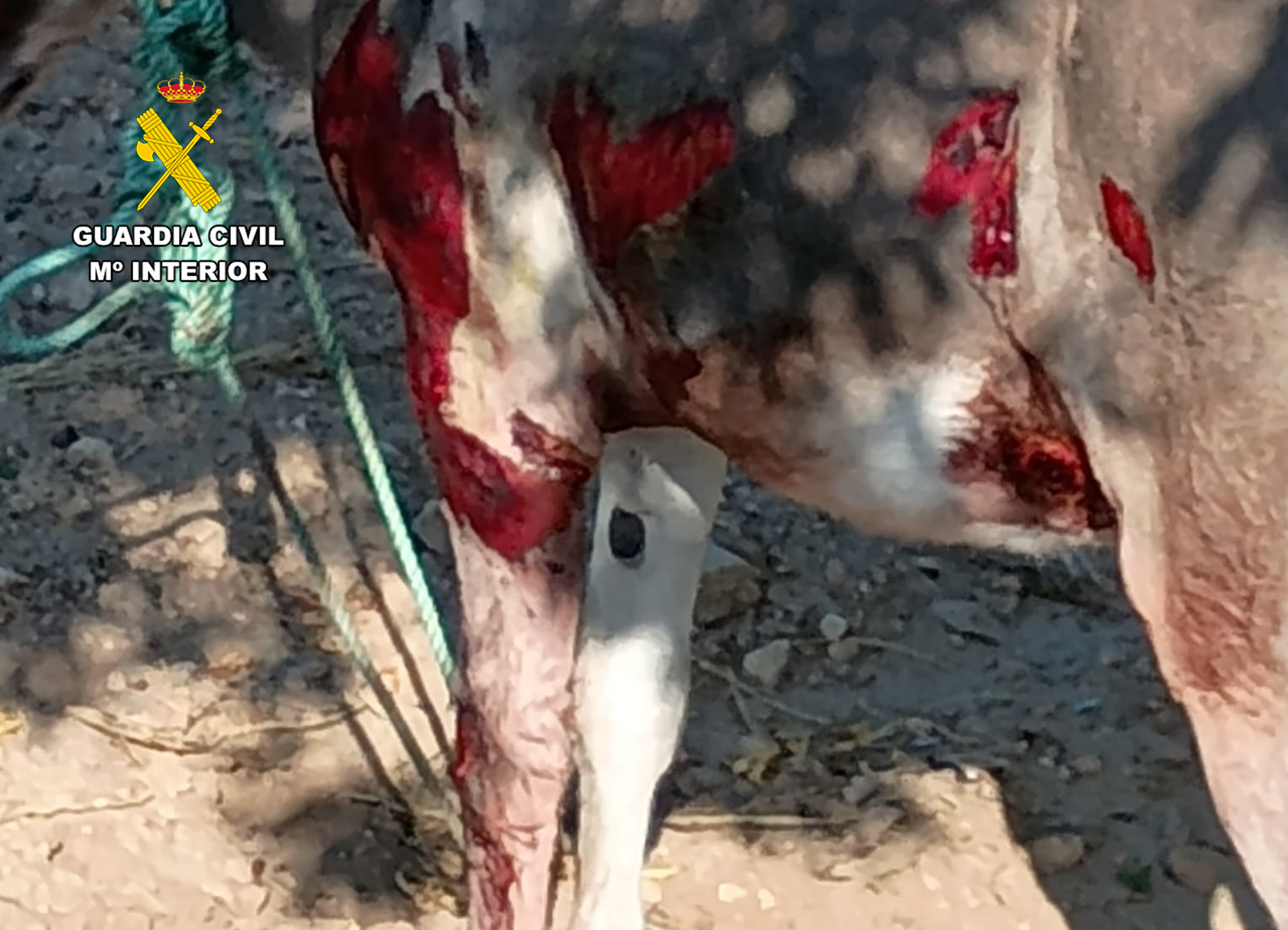 20250719 OP FRICCI MALTRATO ANIMAL MORATALLA PPN CARAVACA 02