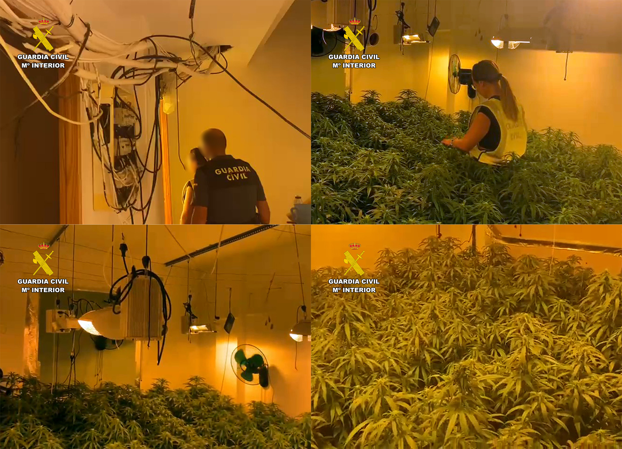 20250919 OP NOVIGRECI MARIHUANA BULLAS cuatro