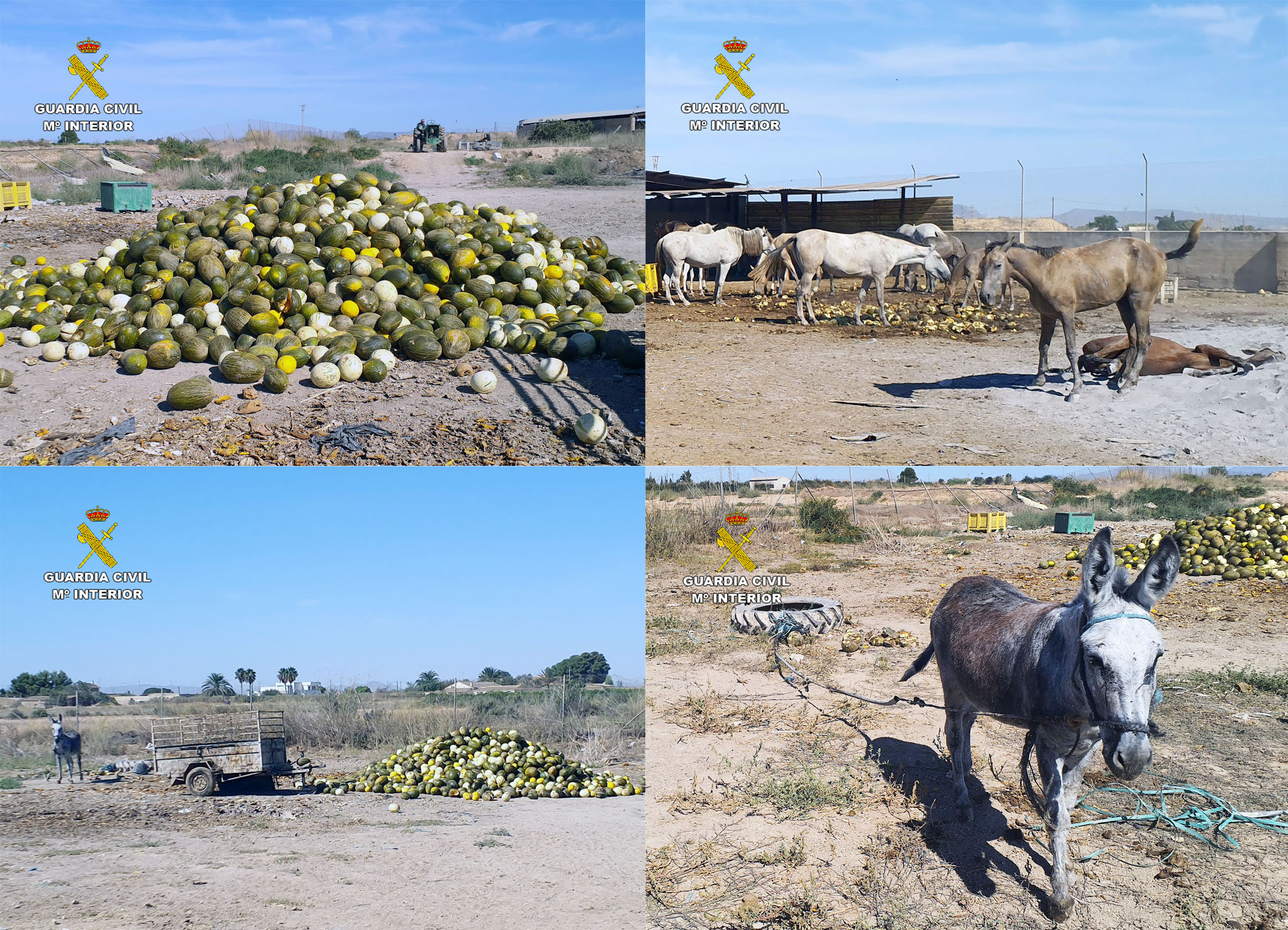 20251003 BIENESTAR ANIMAL TP cuatro