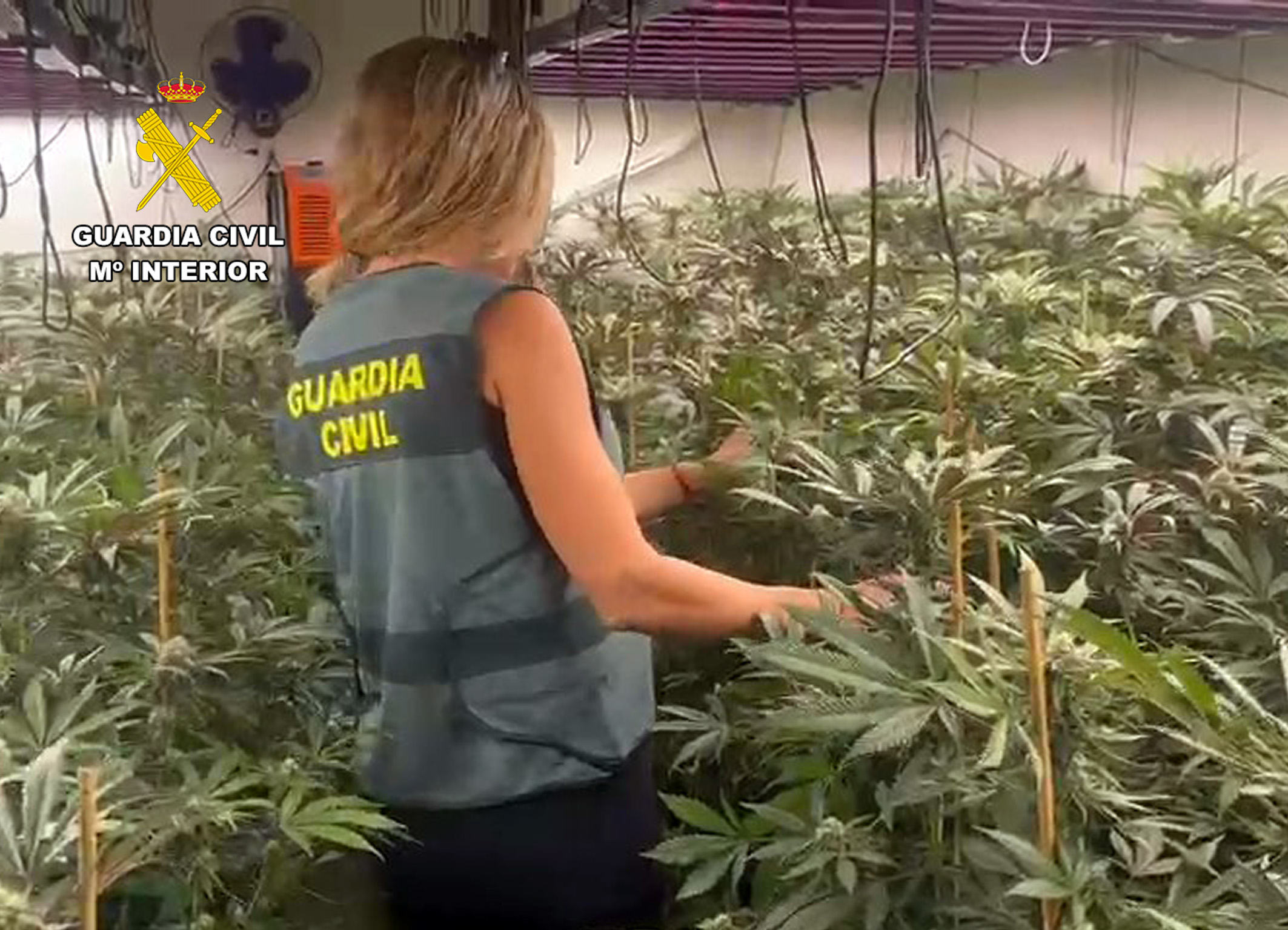 20251013 OP LUCK MARIHUANA TOTANA 03