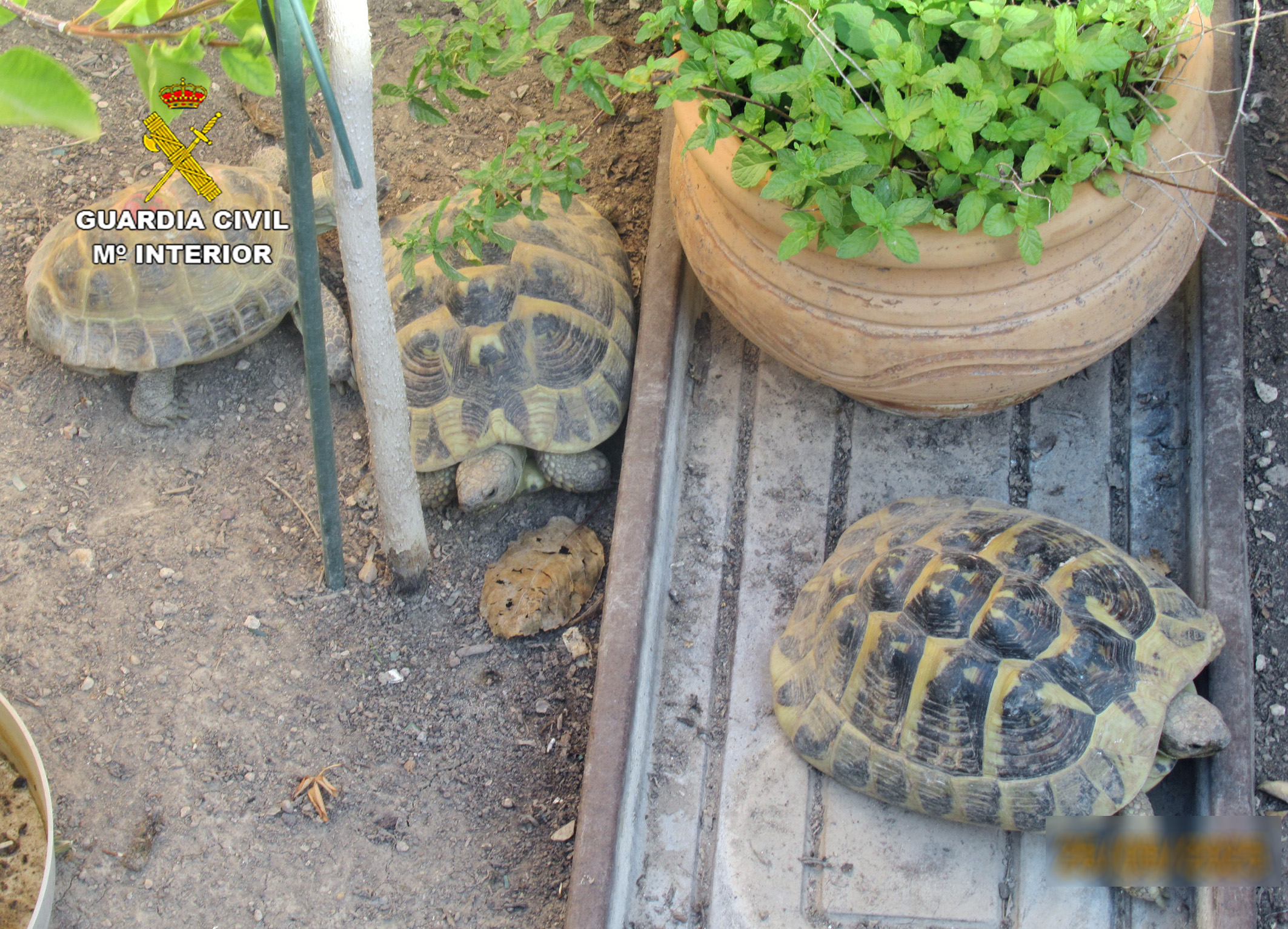 20251023 TORTUGAS 01