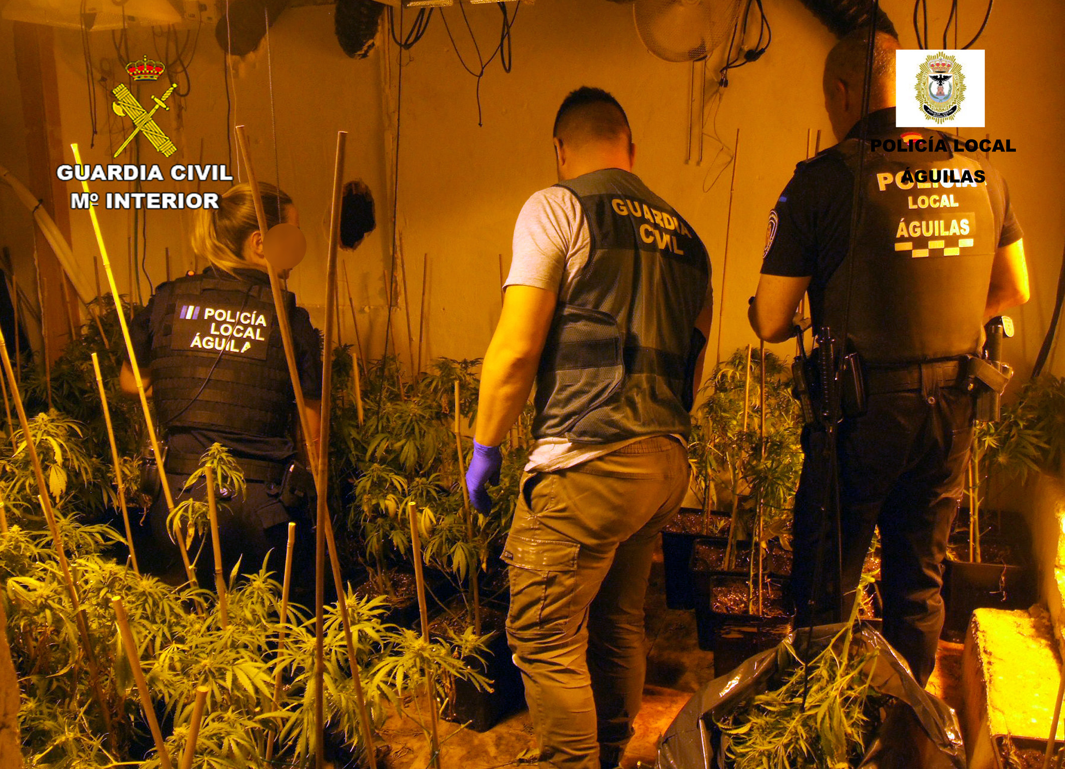 20251029 MARIHUANA AGUILAS 05