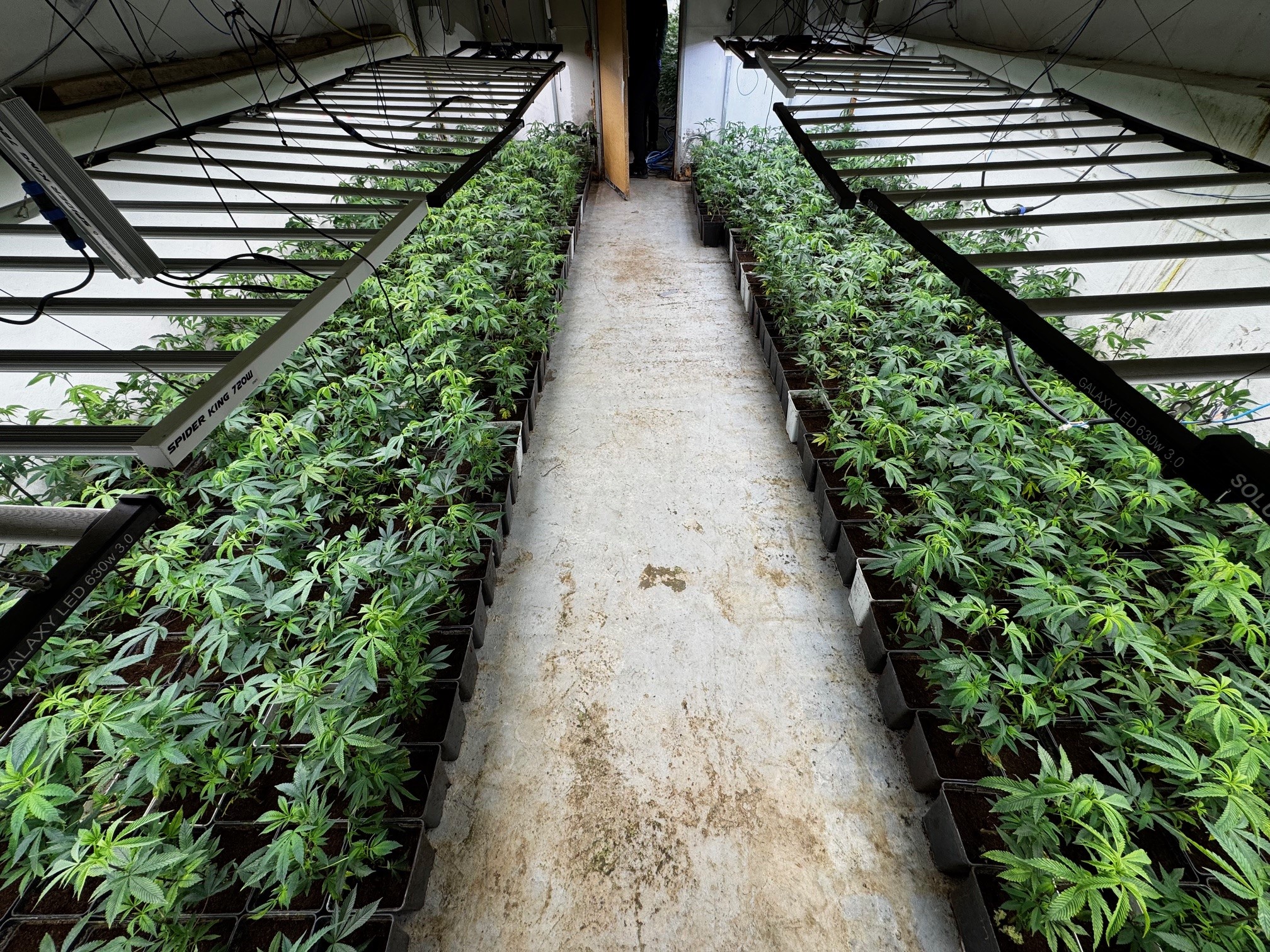 20260123 tráfico de drogas 3.000 plantas 1