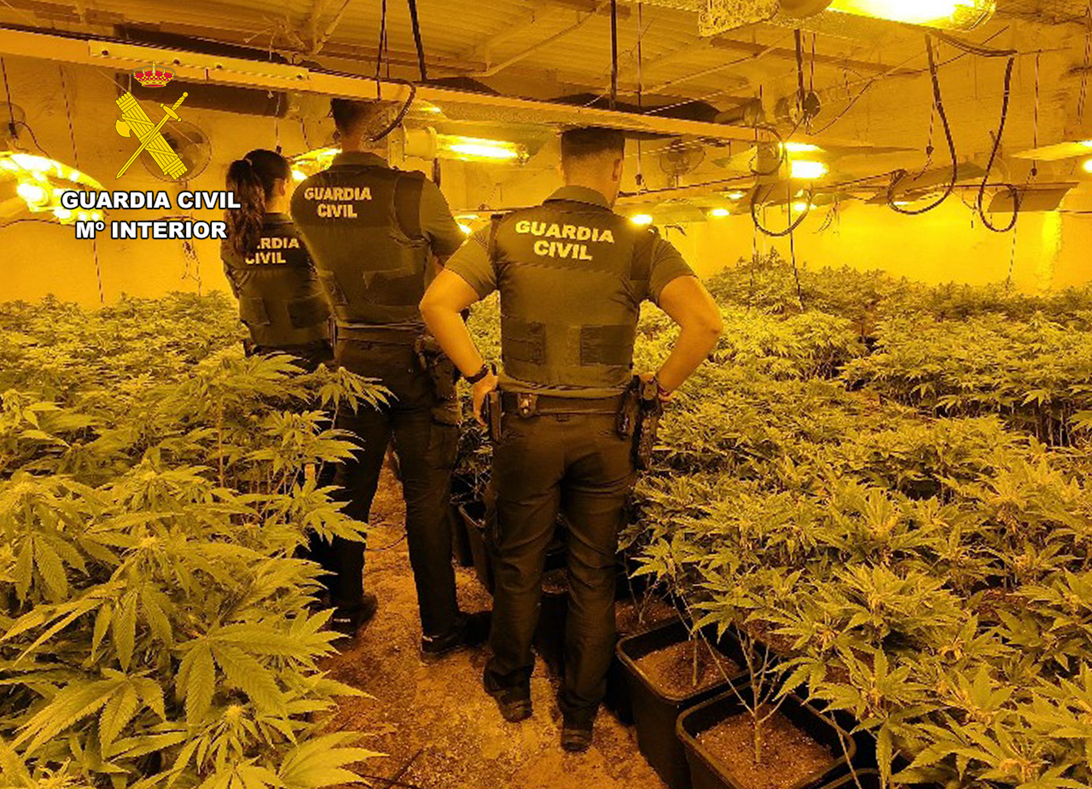 20260205 OP EL PASO REDGROVE MARIHUANA ARCHENA 05