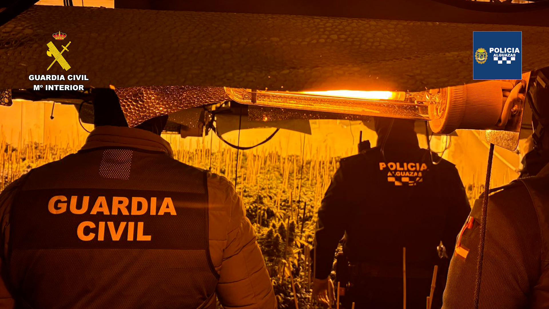 20260421 OP VIDRIA MARIHUANA ALGUAZAS GC Y PL 01