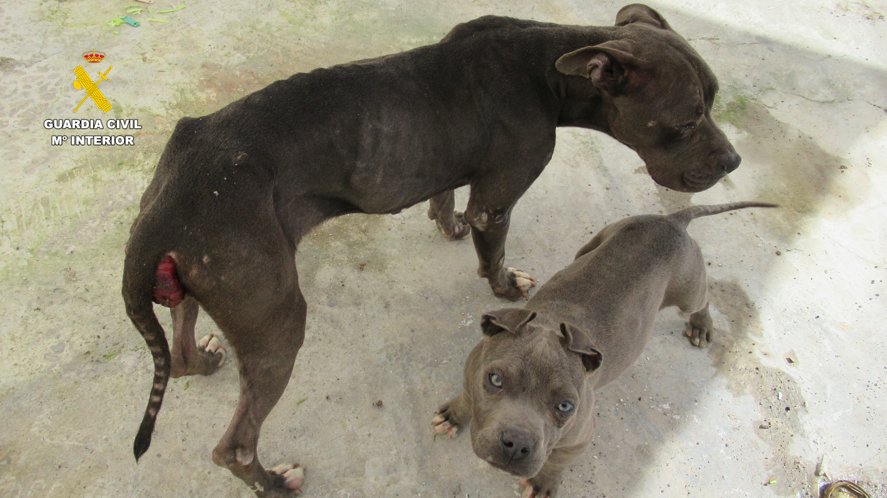 20260523 Animales