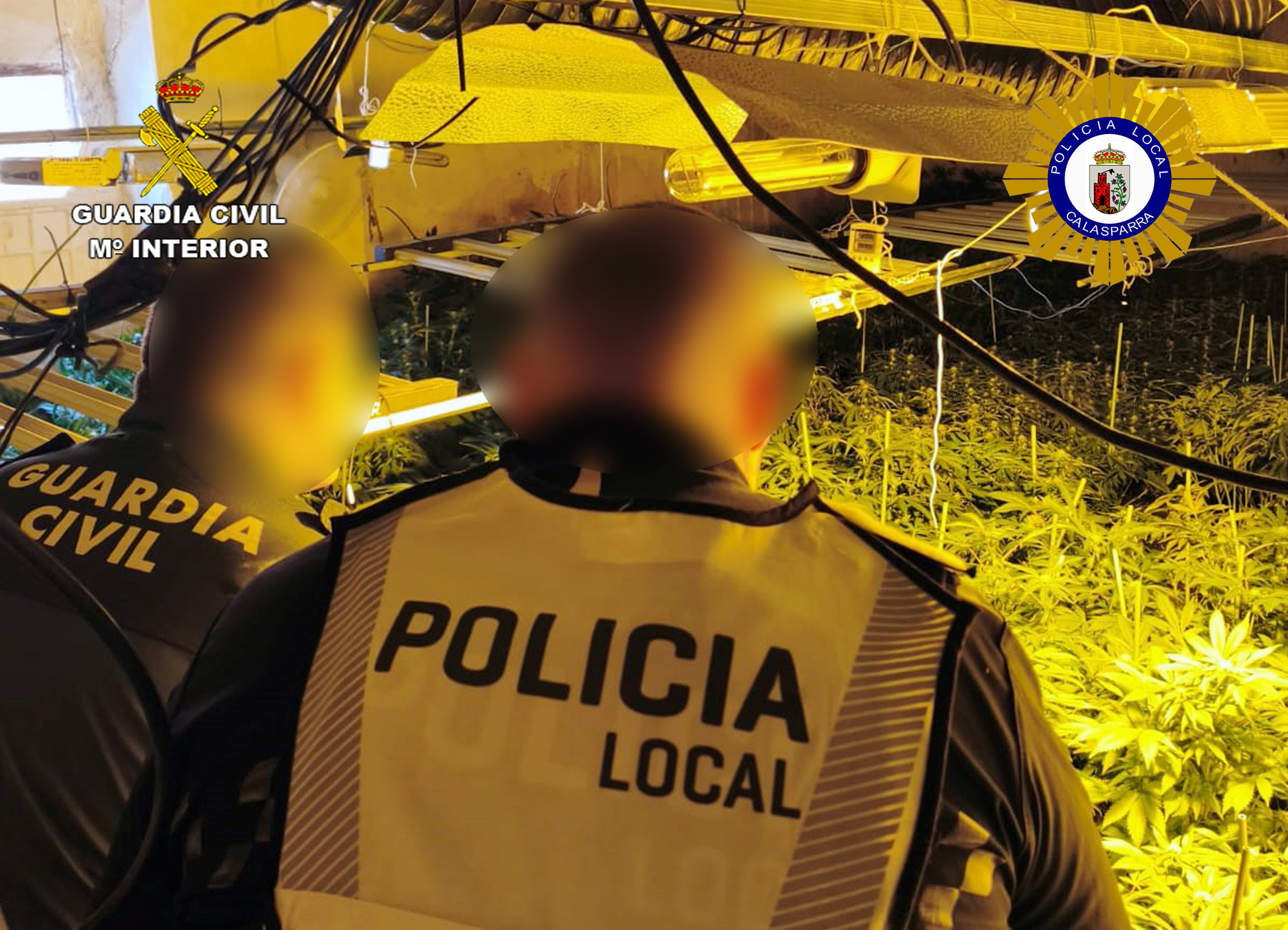20260527 OP BRUNETT MARIHUANA CALASPARRA 03