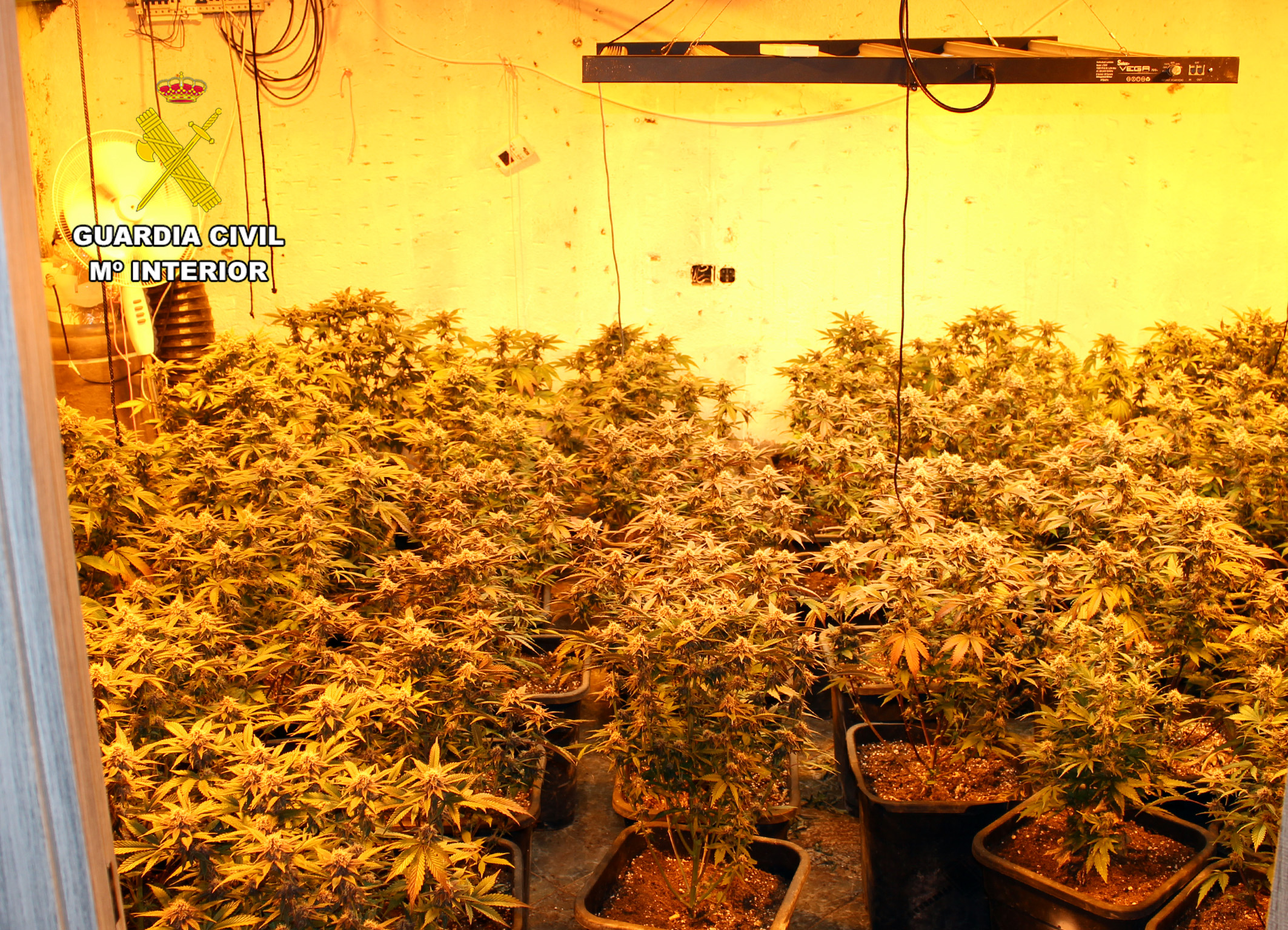 20260730 OP TIÑOSA MARIHUANA Y ROBOS LTC 01